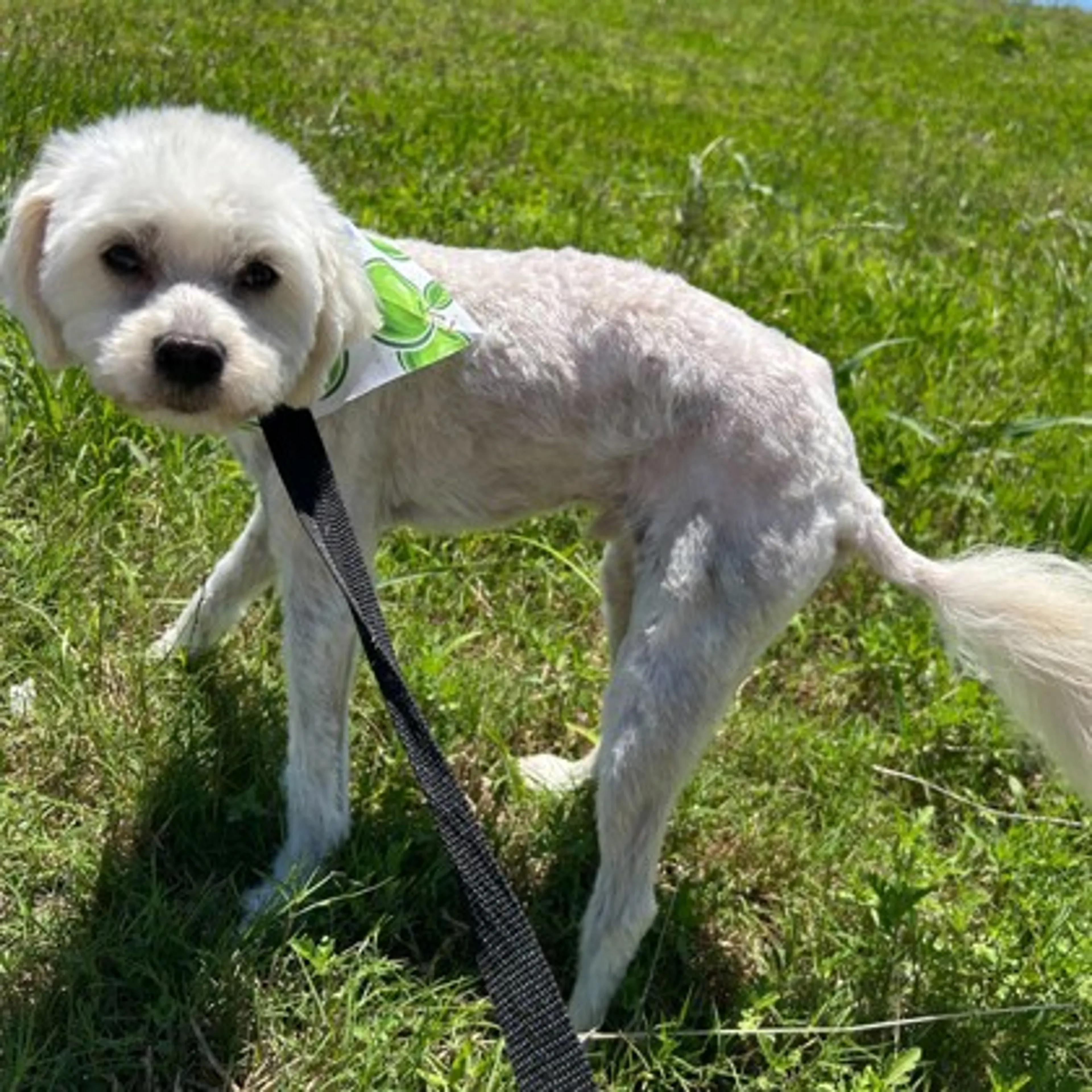 Found pet-1
