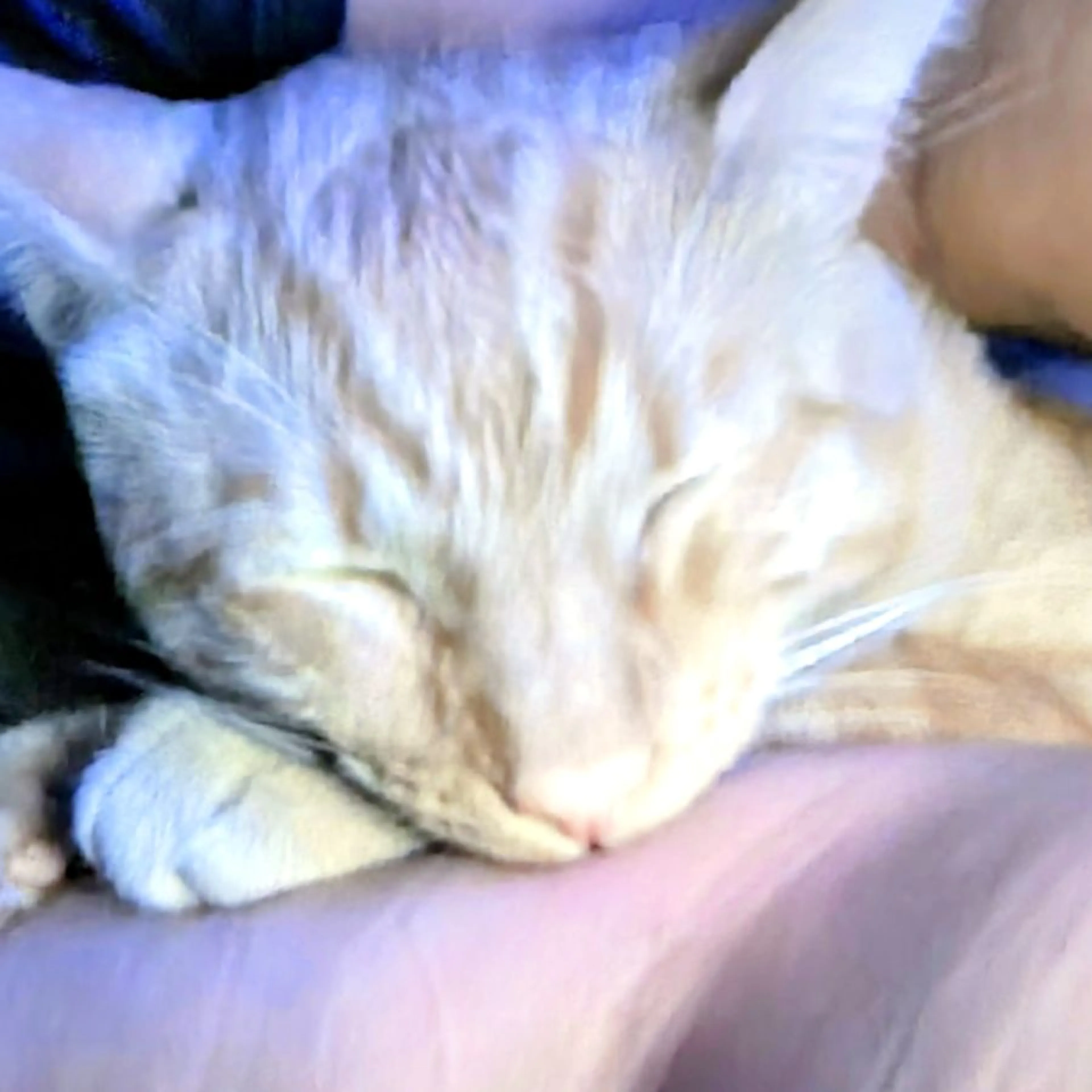Lost pet-0