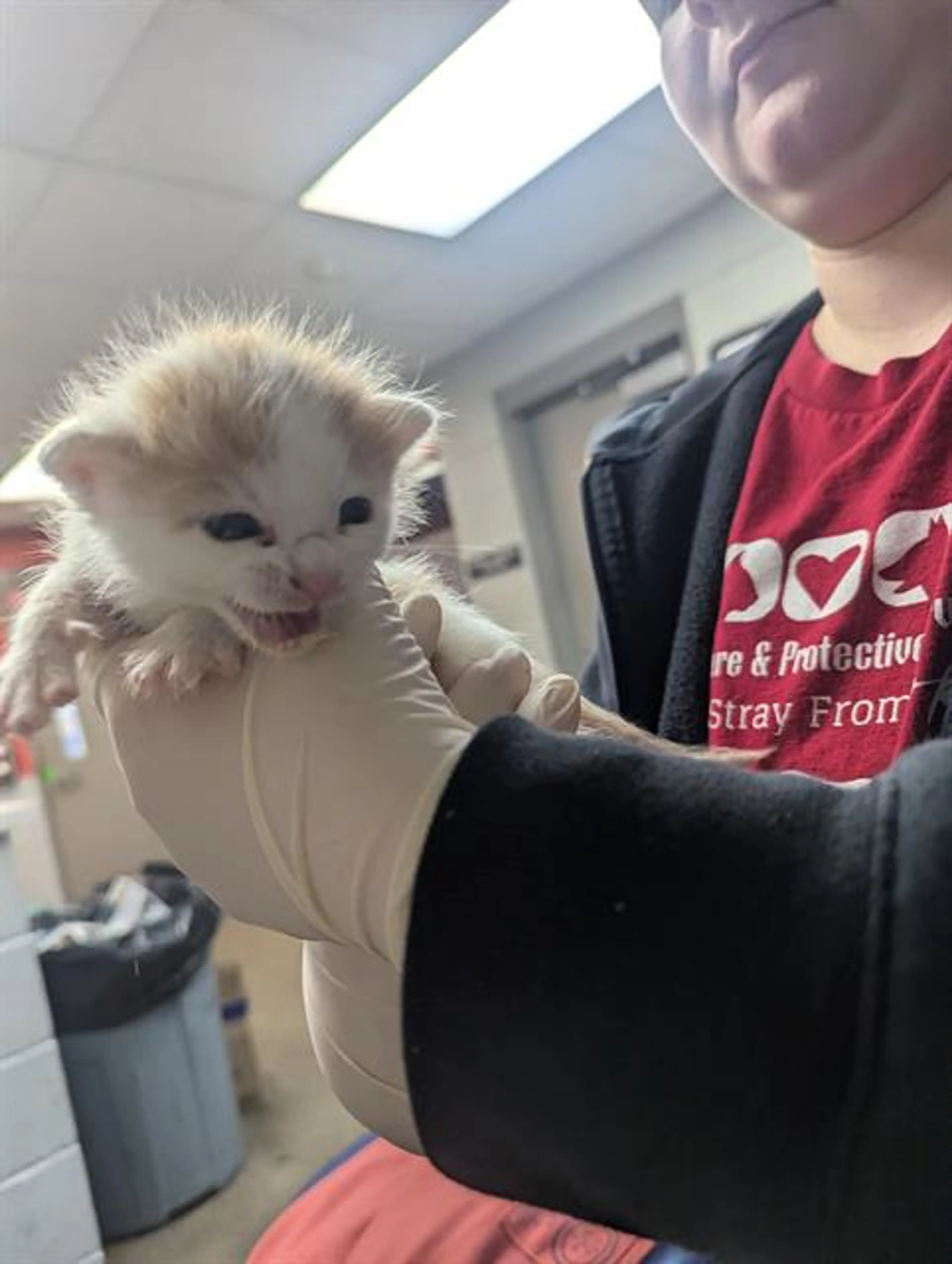 Found pet
