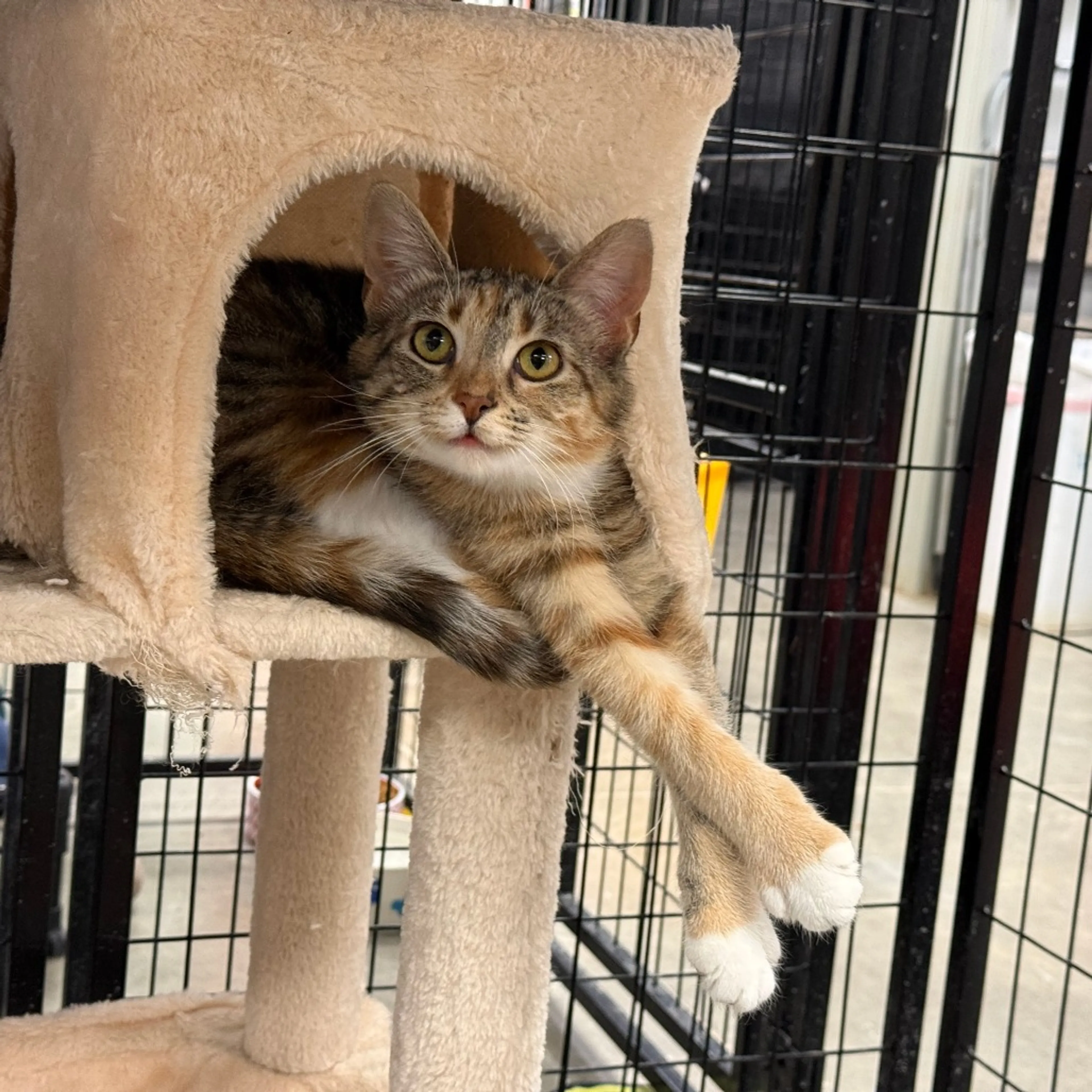 cdn image