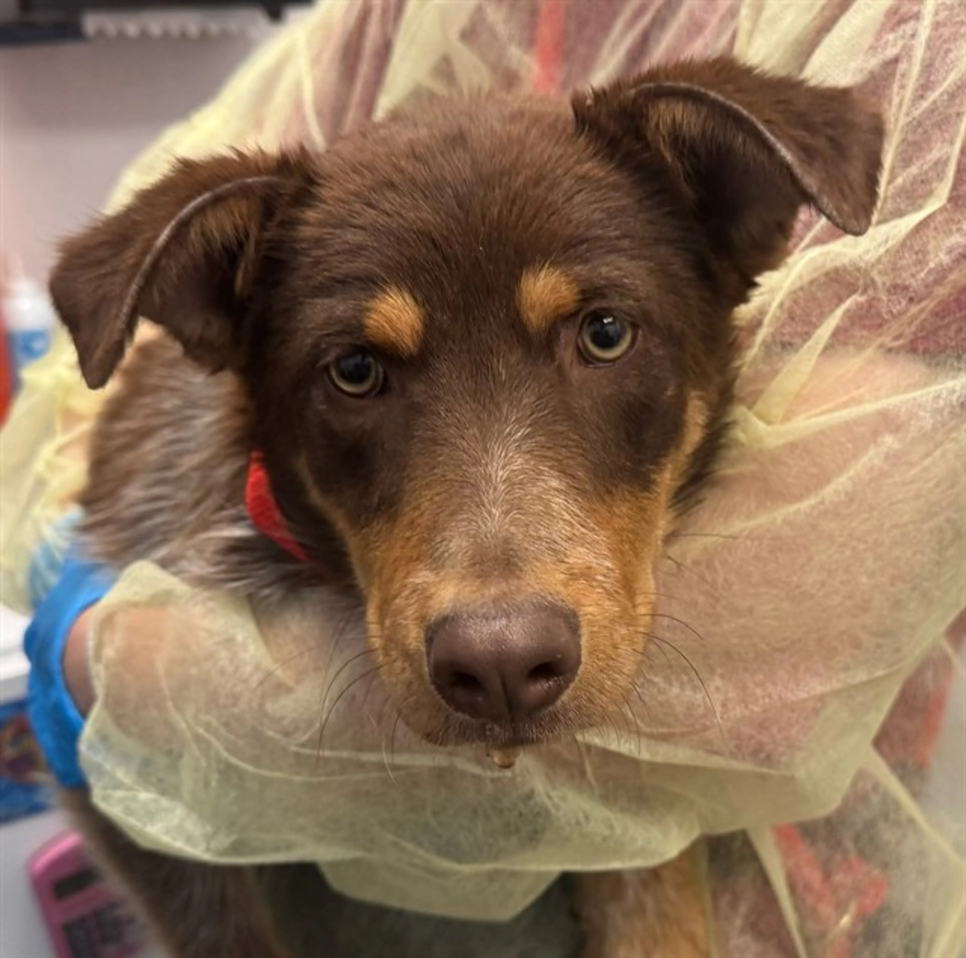 Found pet