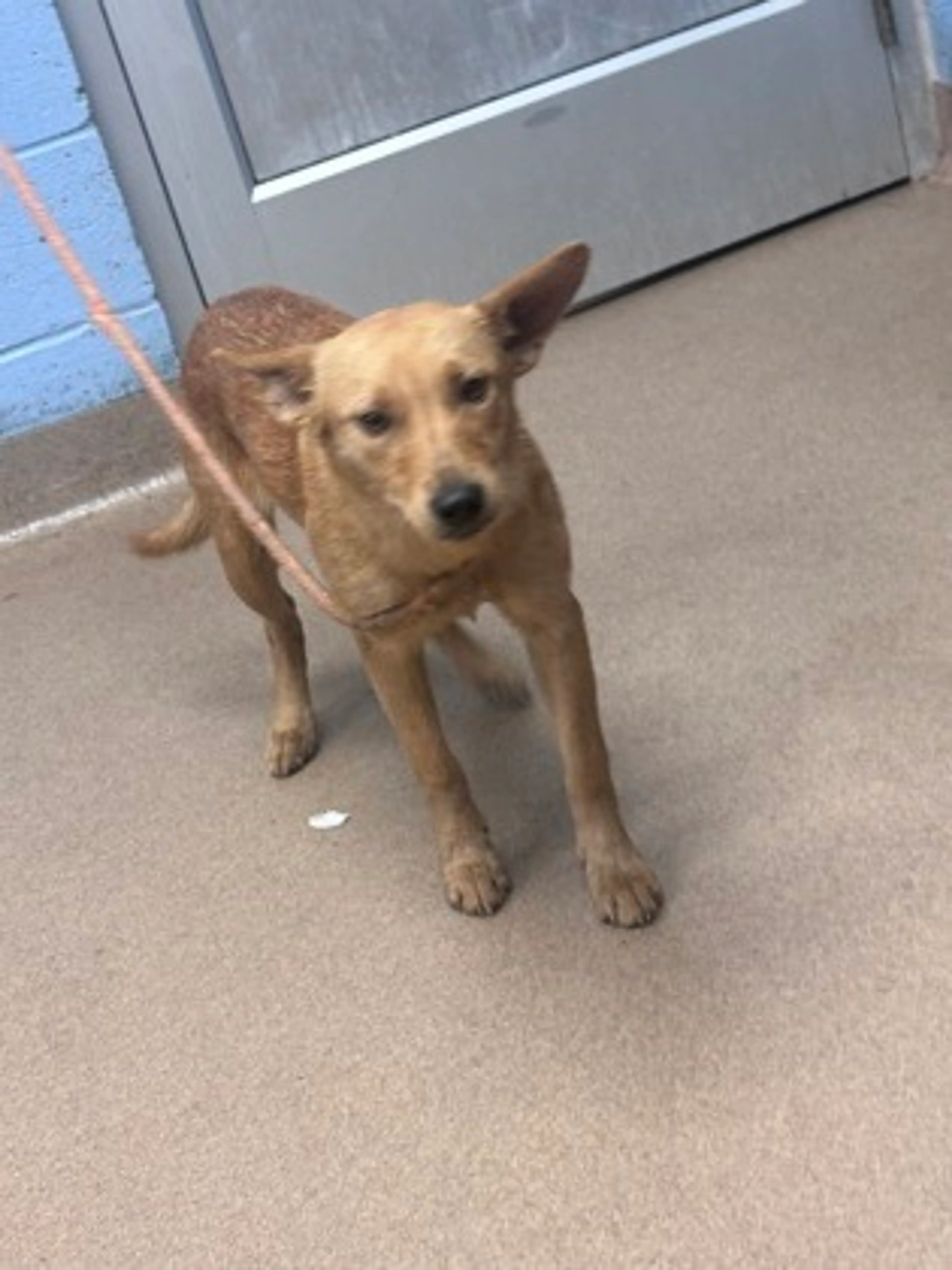 Found pet