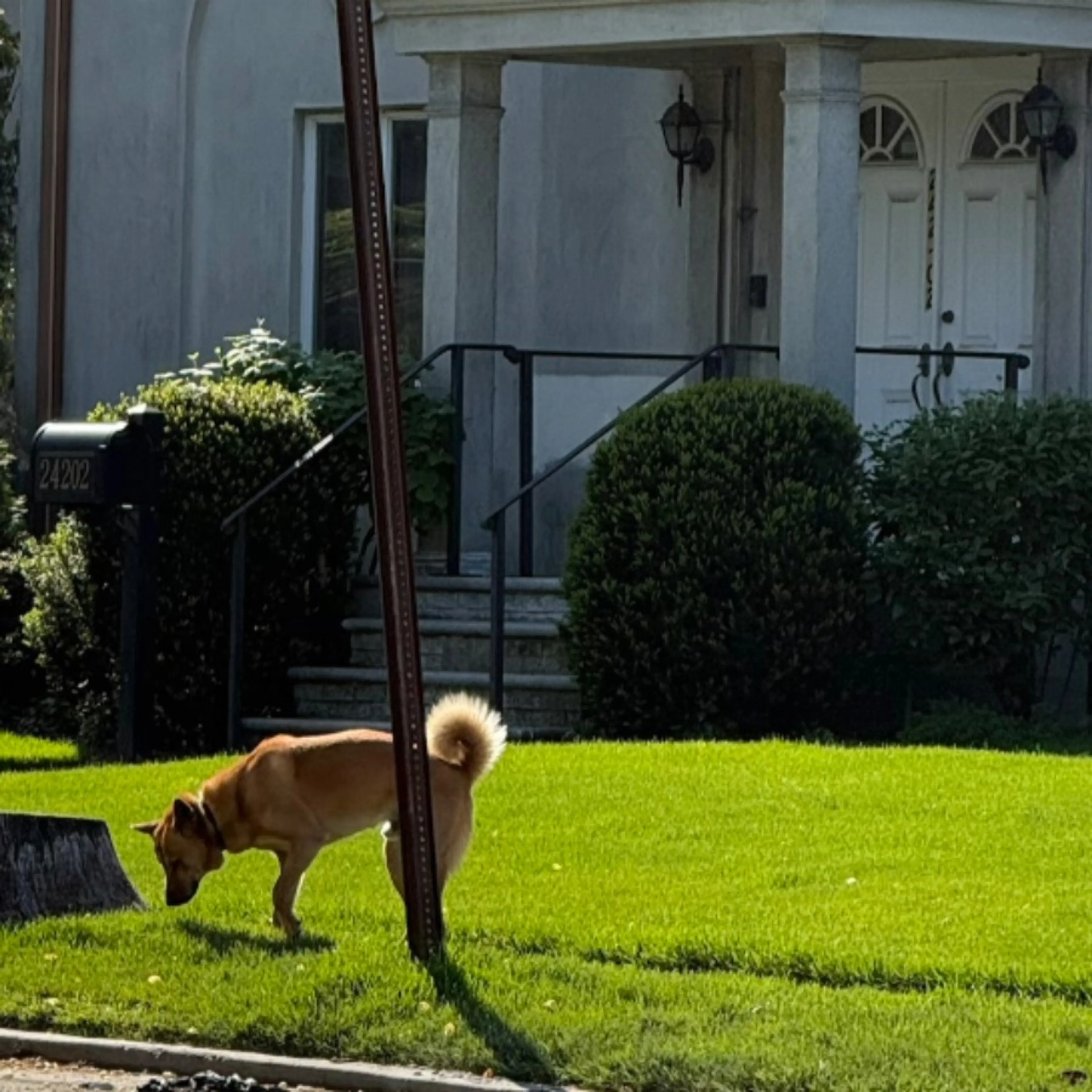 Found pet