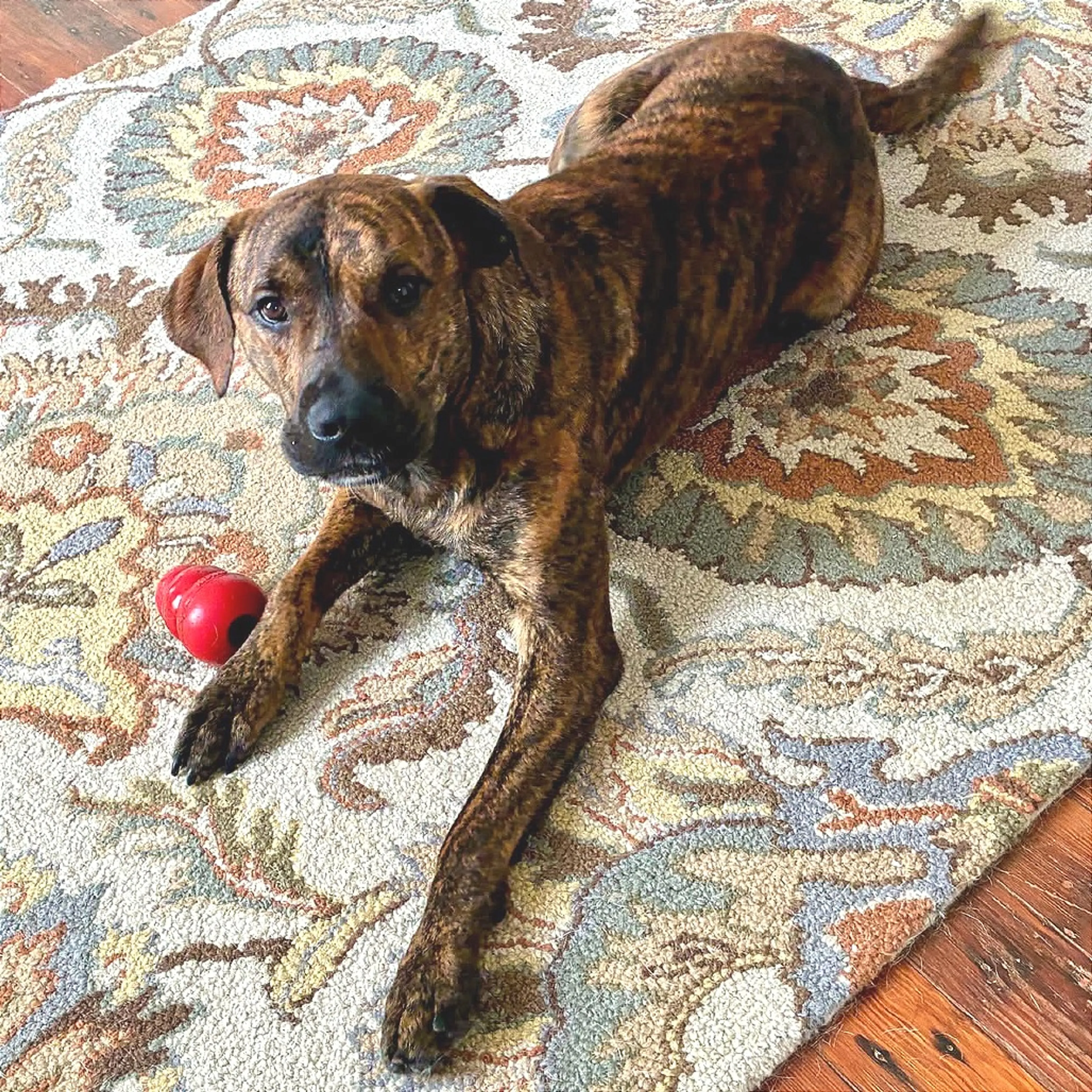 Found pet-1