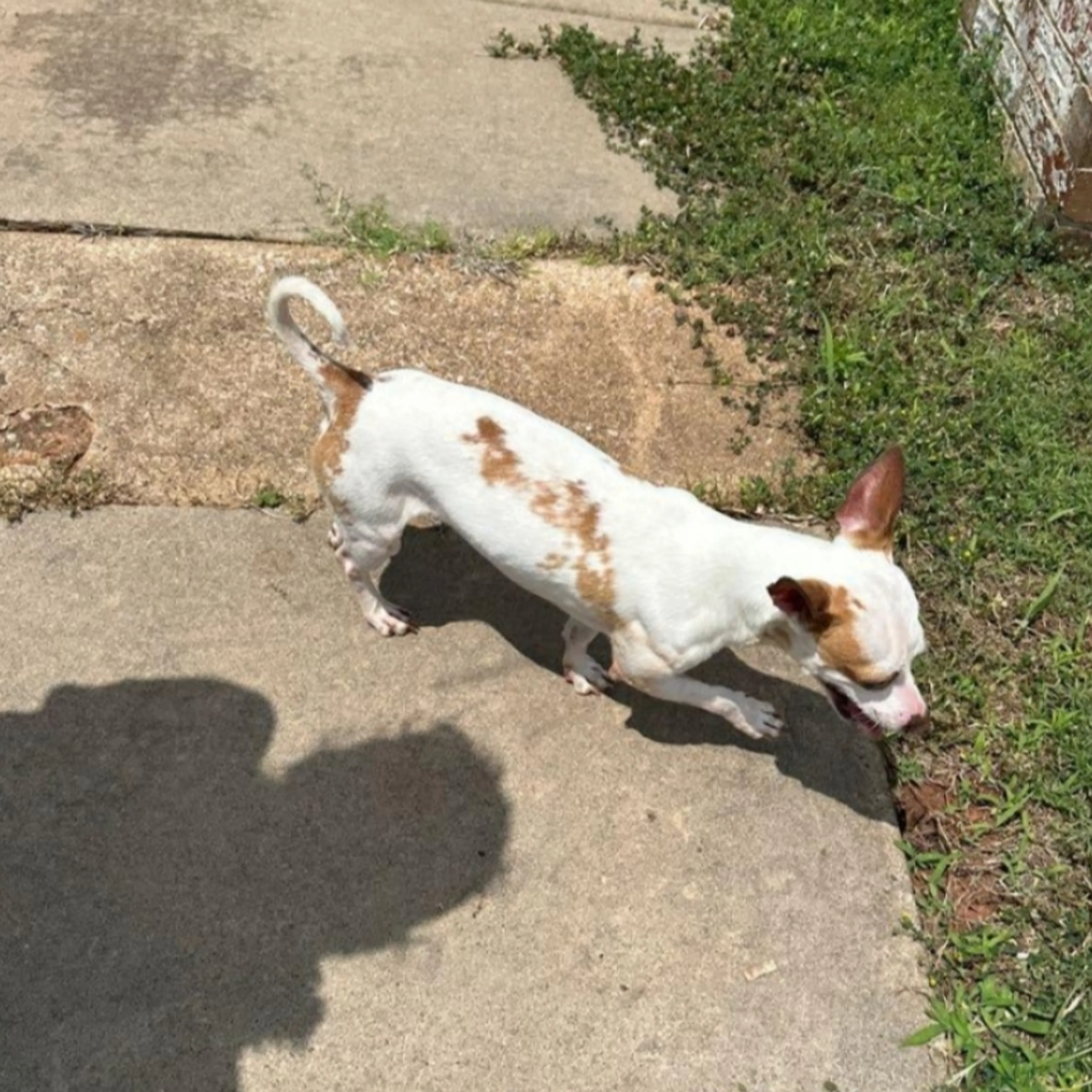 Lost pet-1