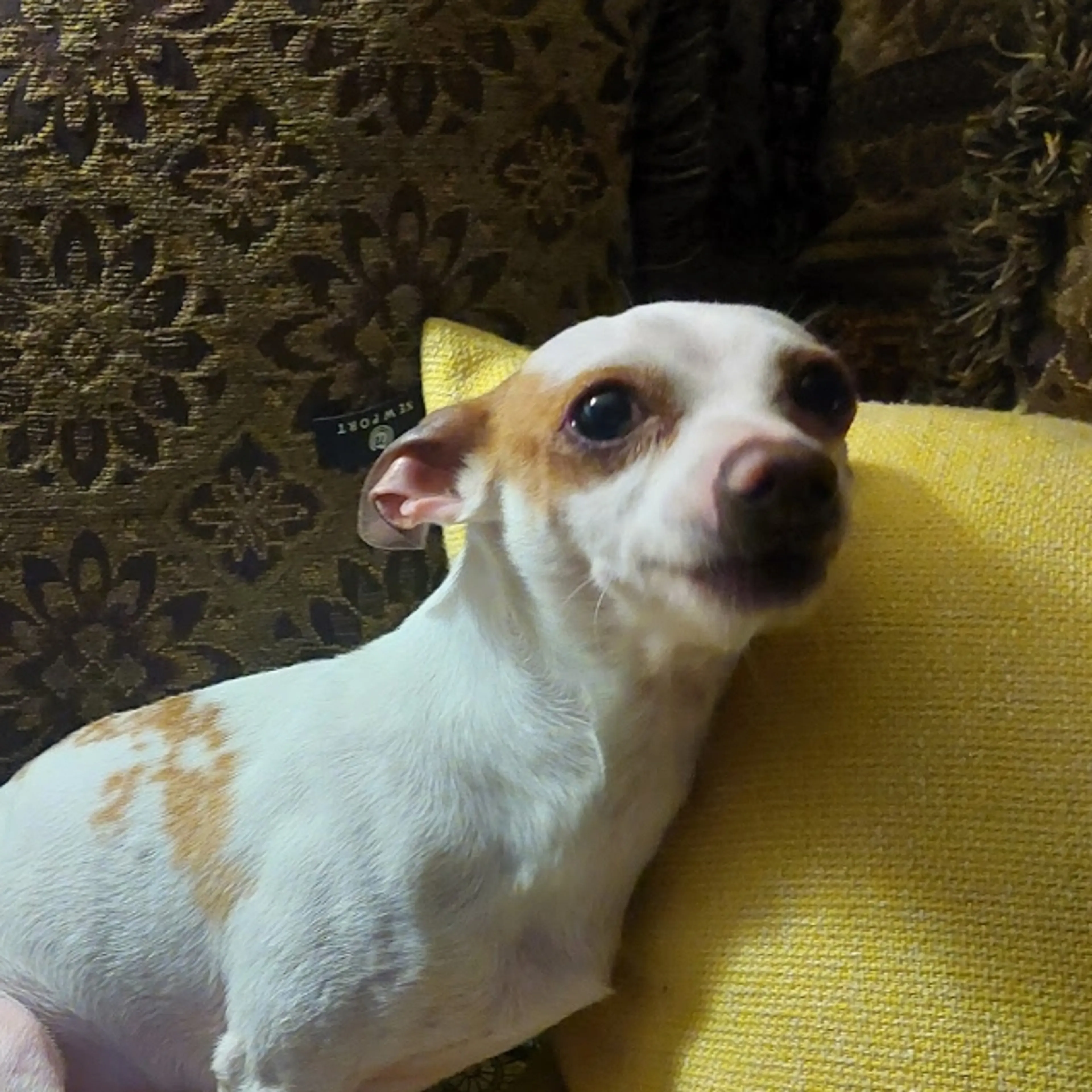 Lost pet-2