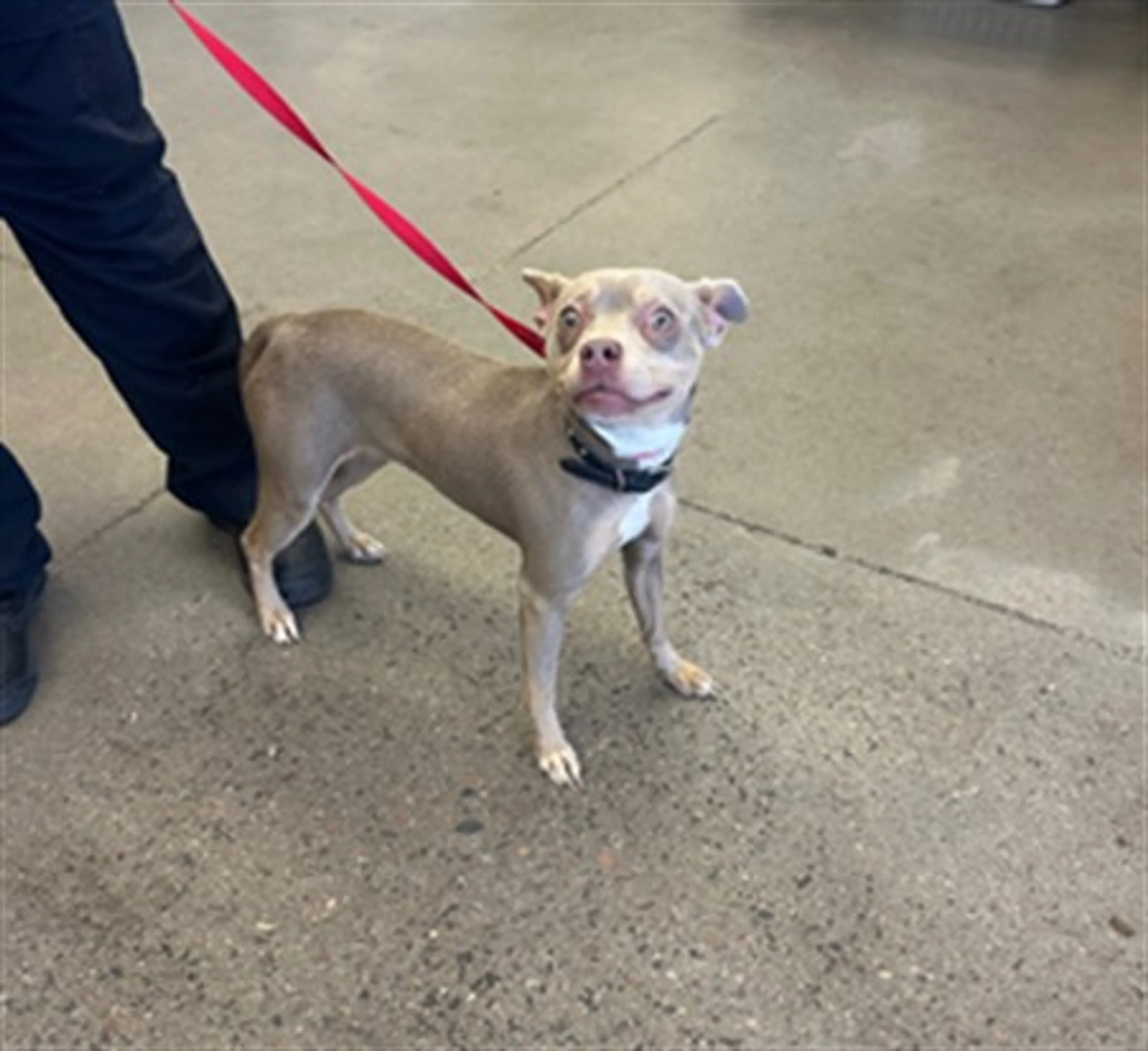 Found pet