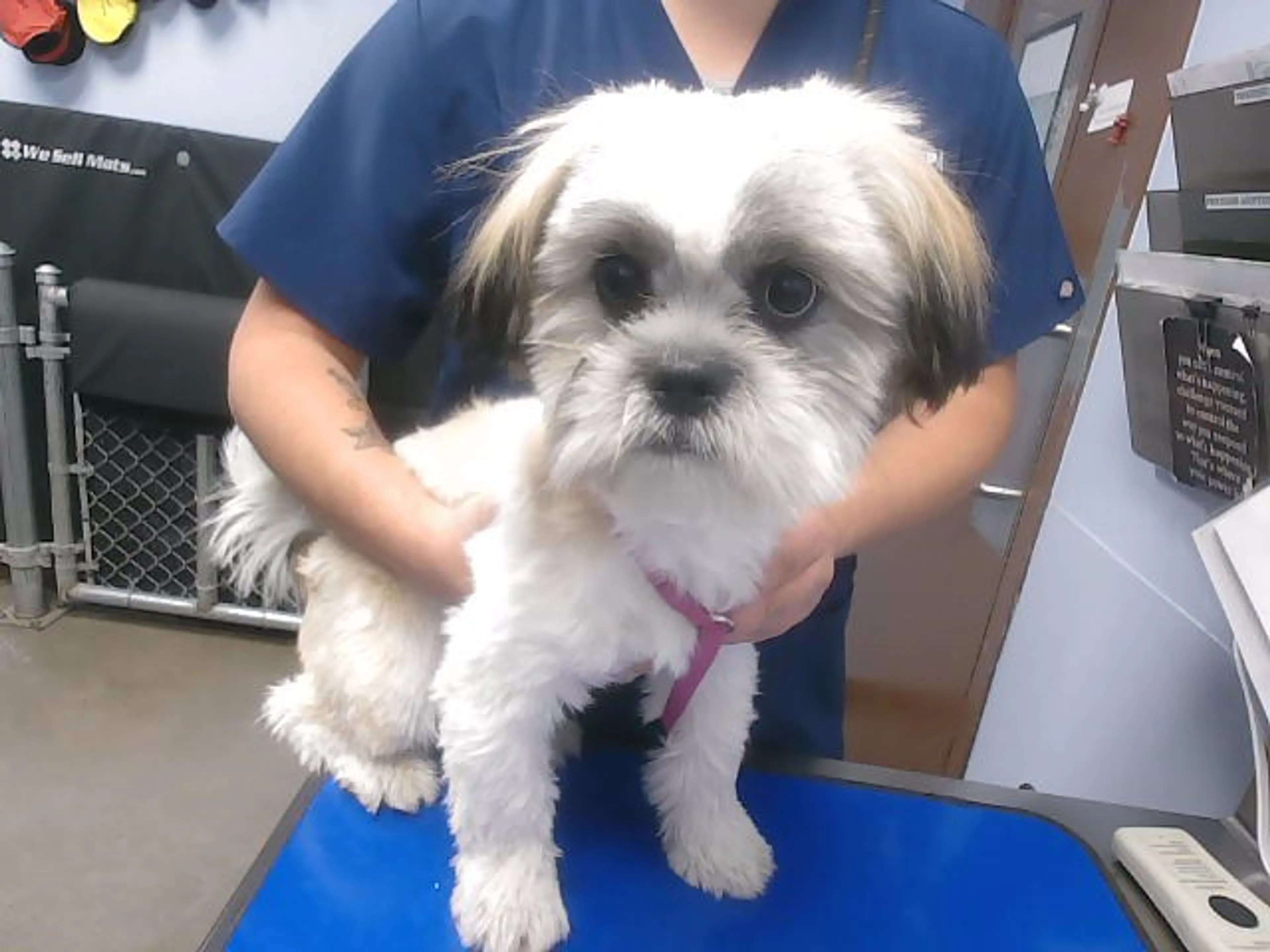 Found pet