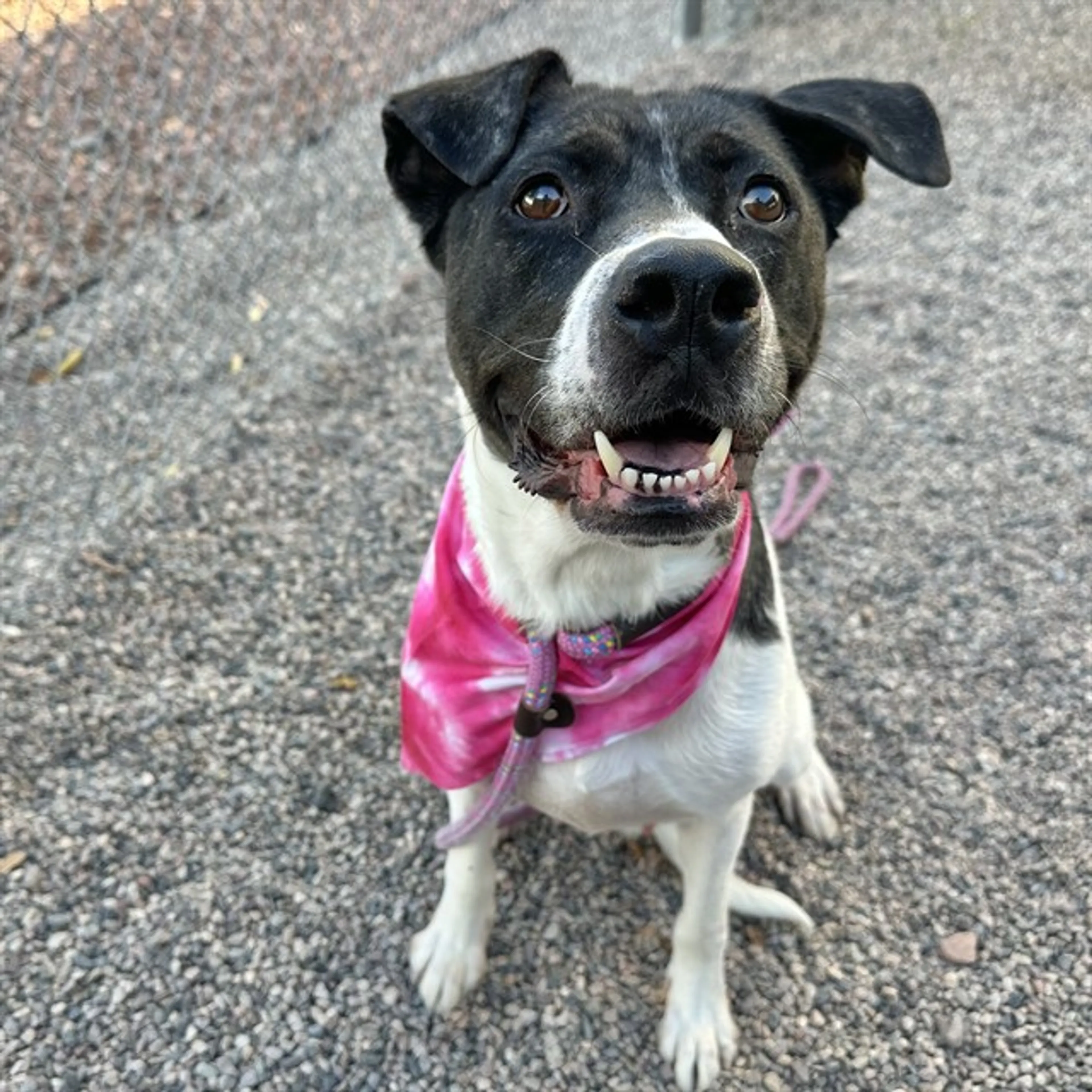 cdn image