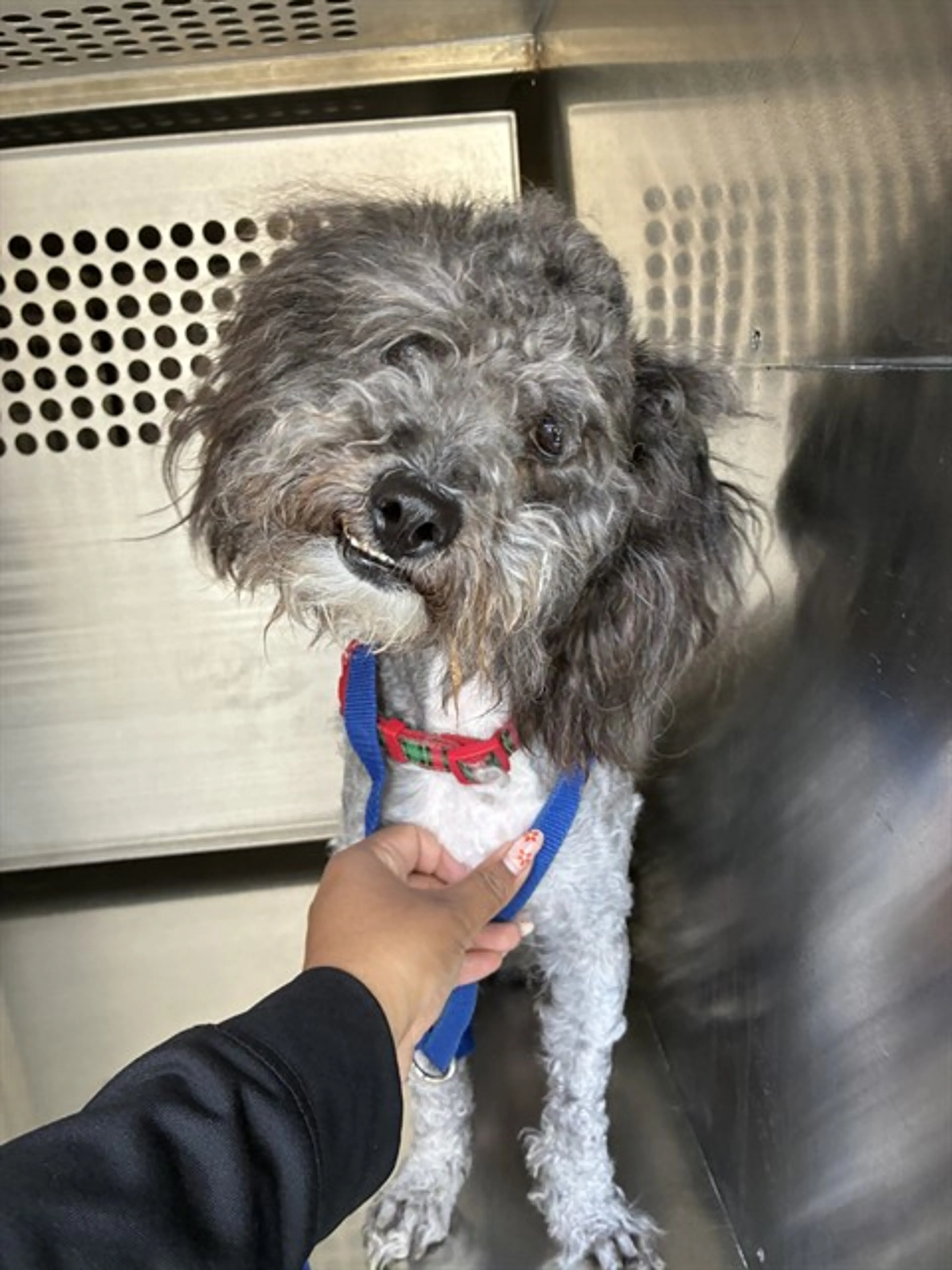 Found pet
