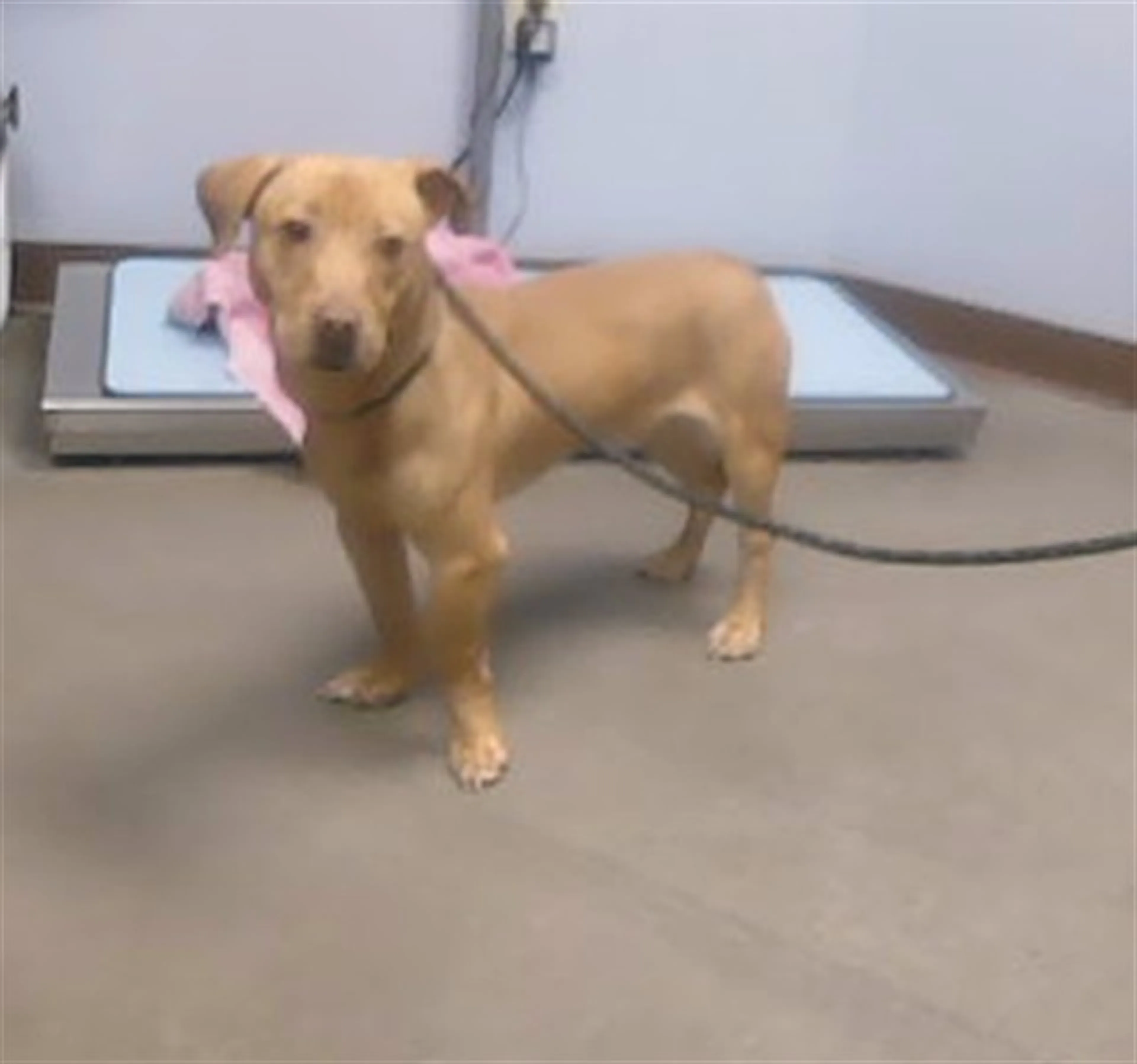 Found pet
