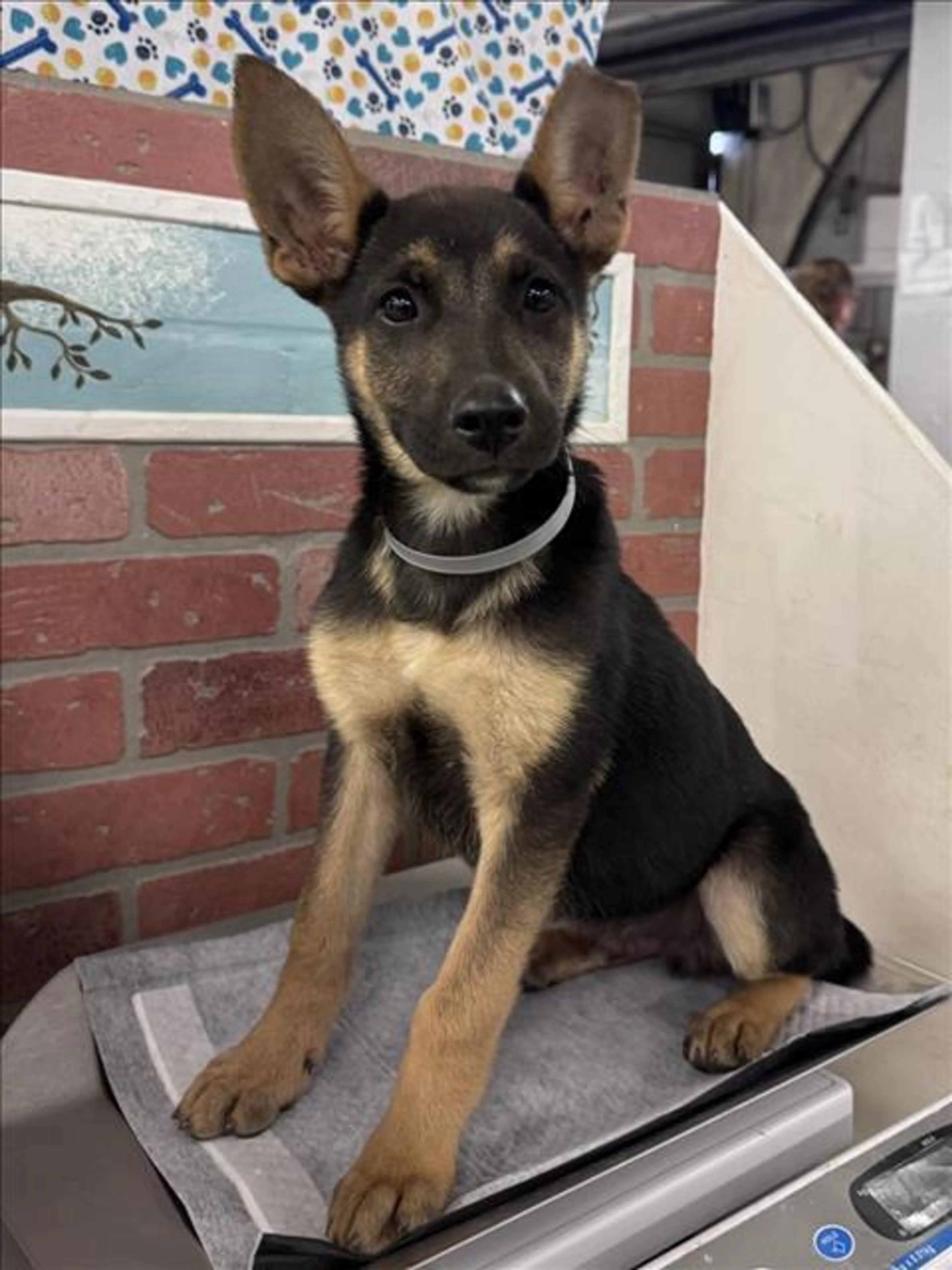 Found pet