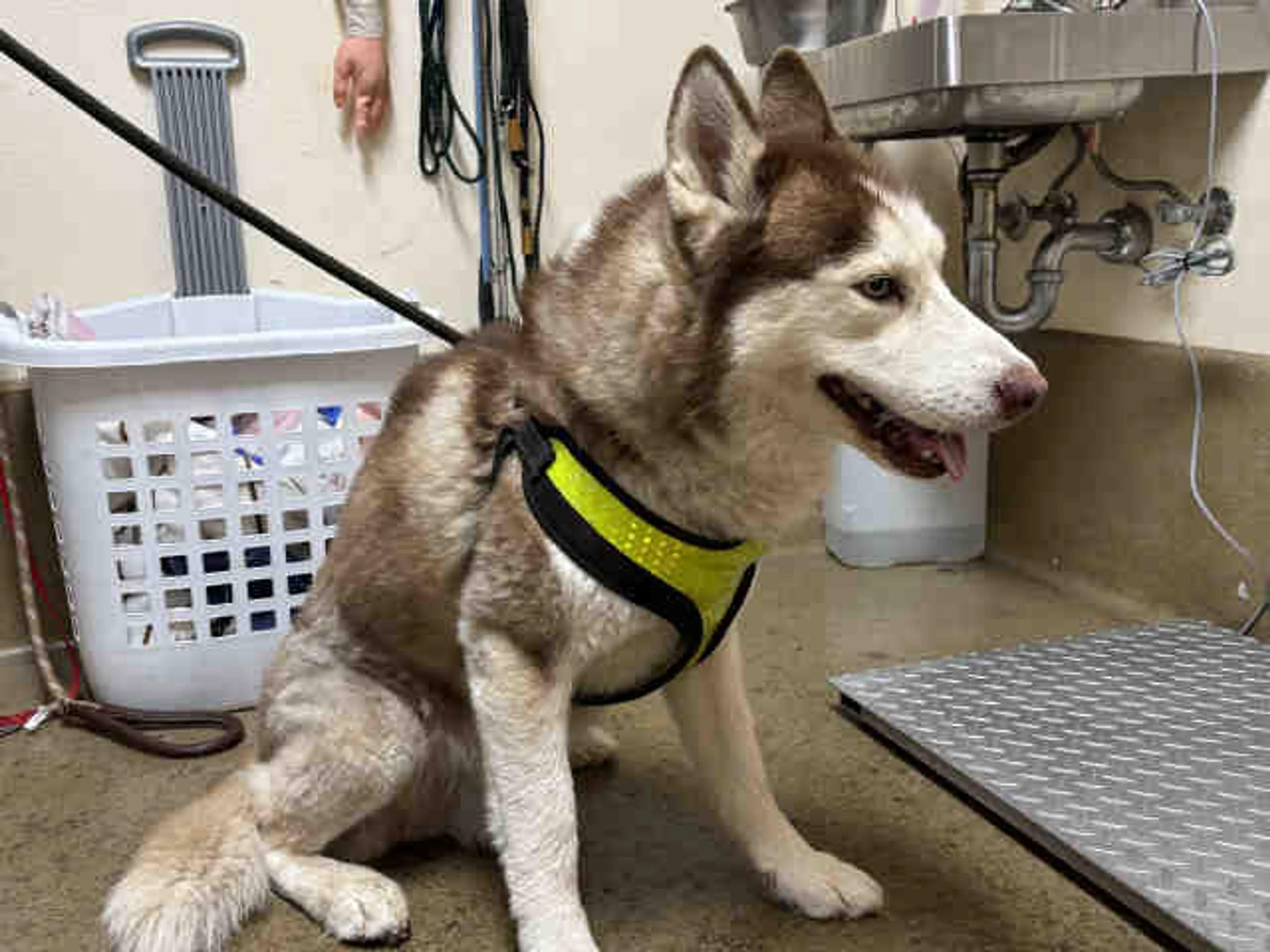 Found pet