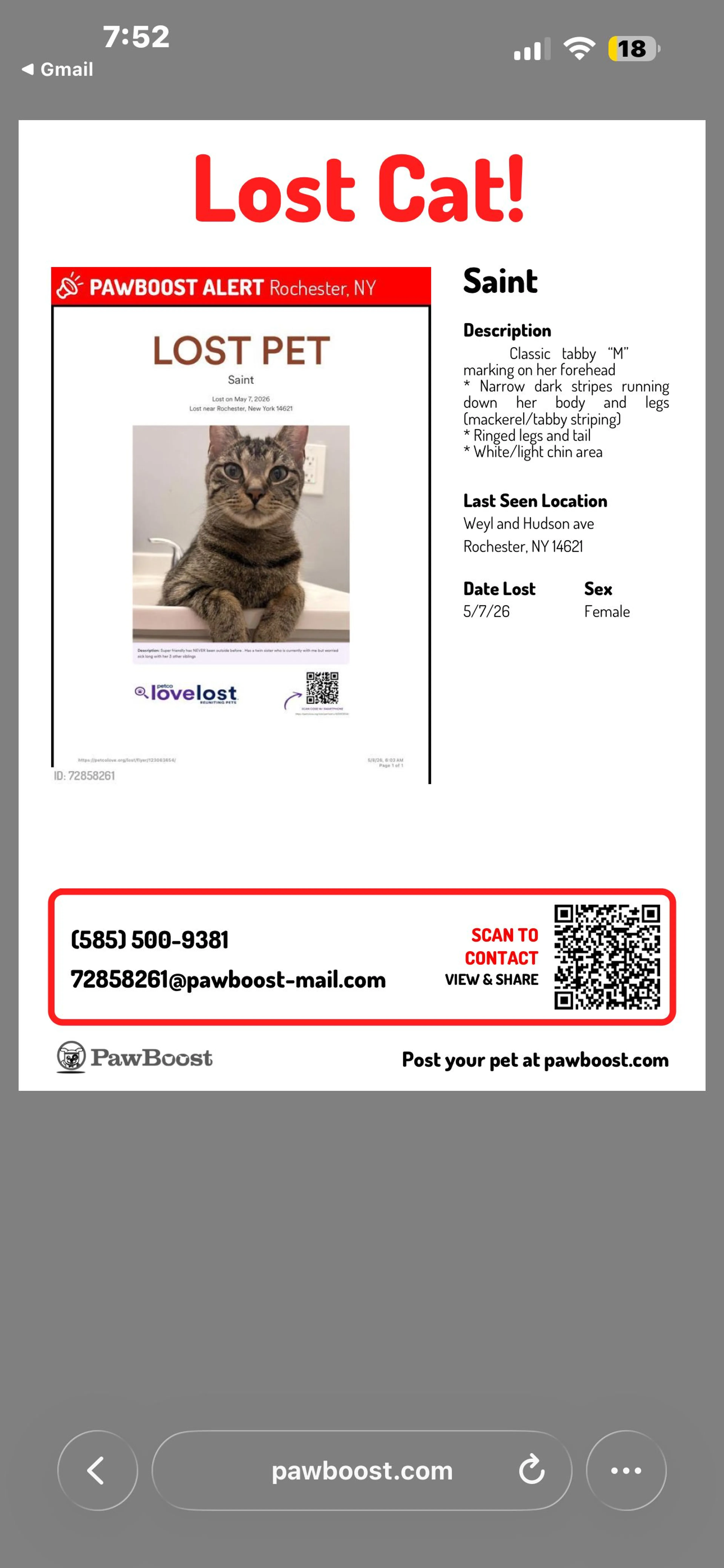 Lost pet-0