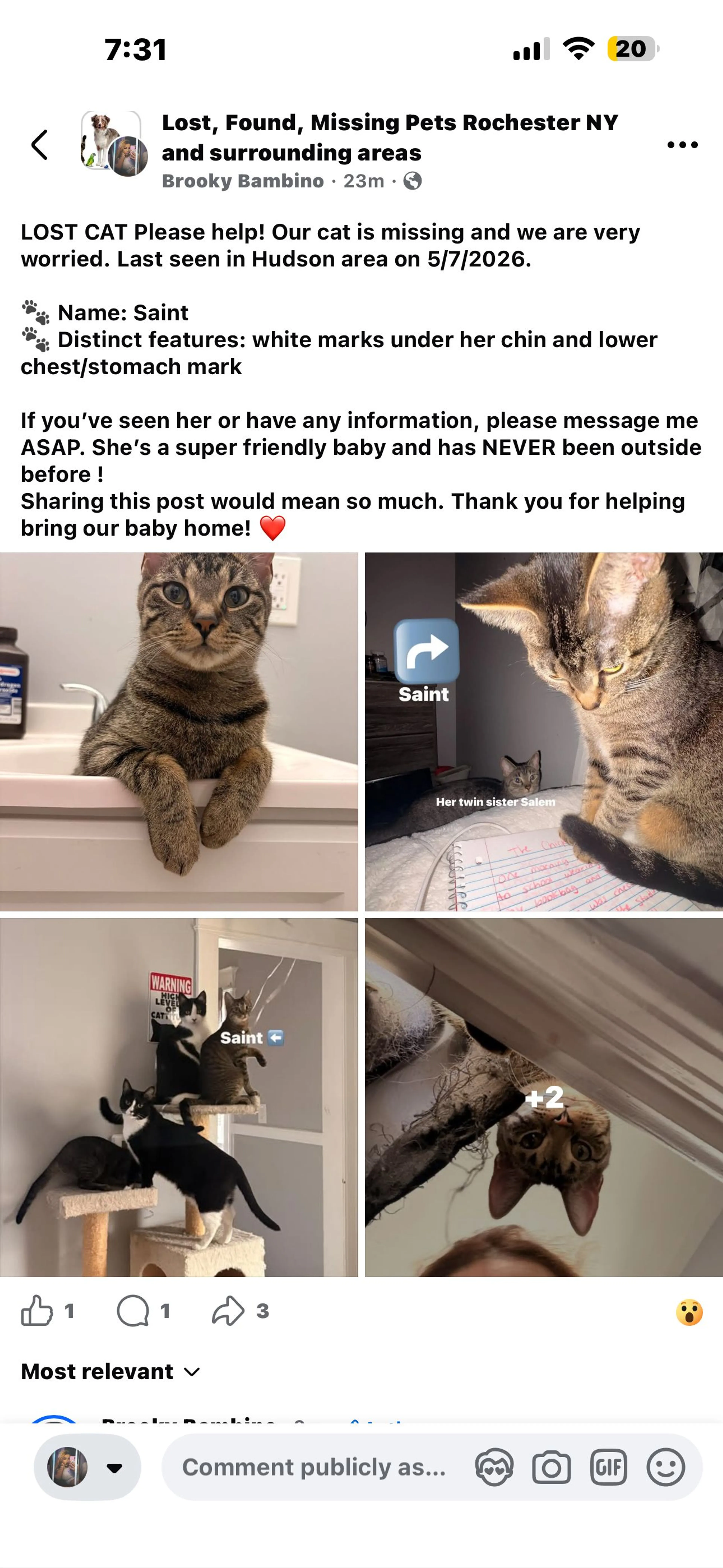Lost pet-1