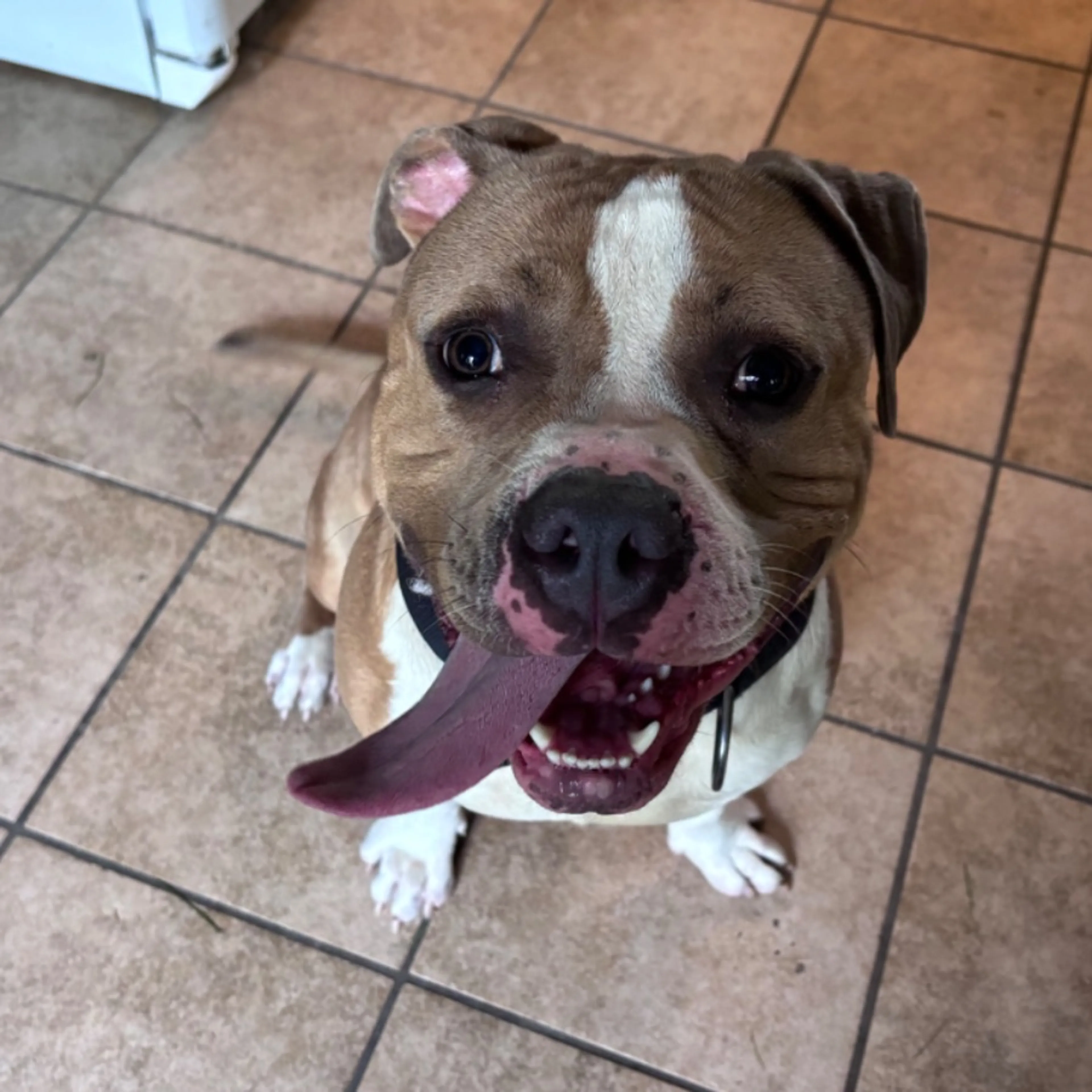 Found pet