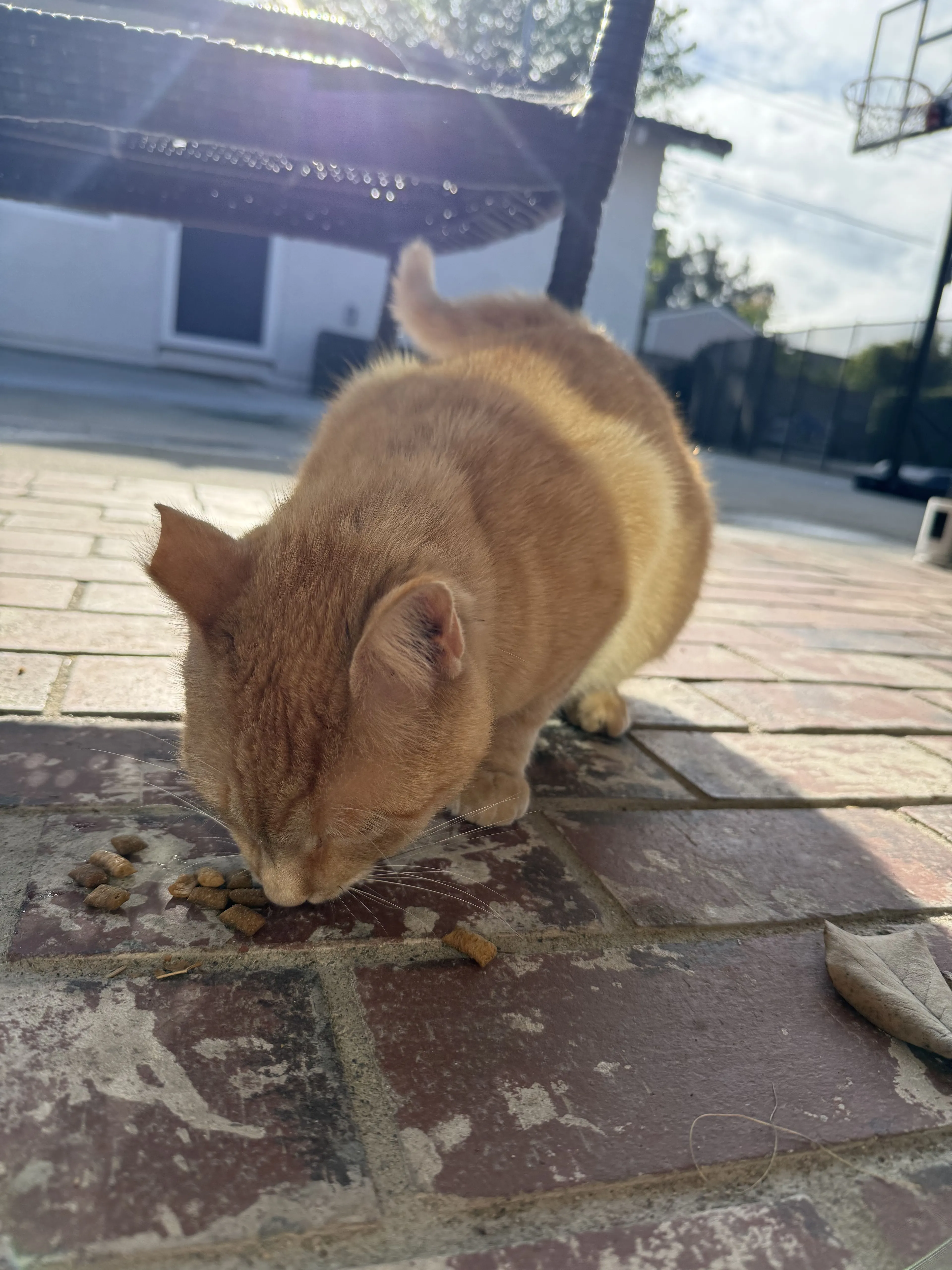 Lost pet-1