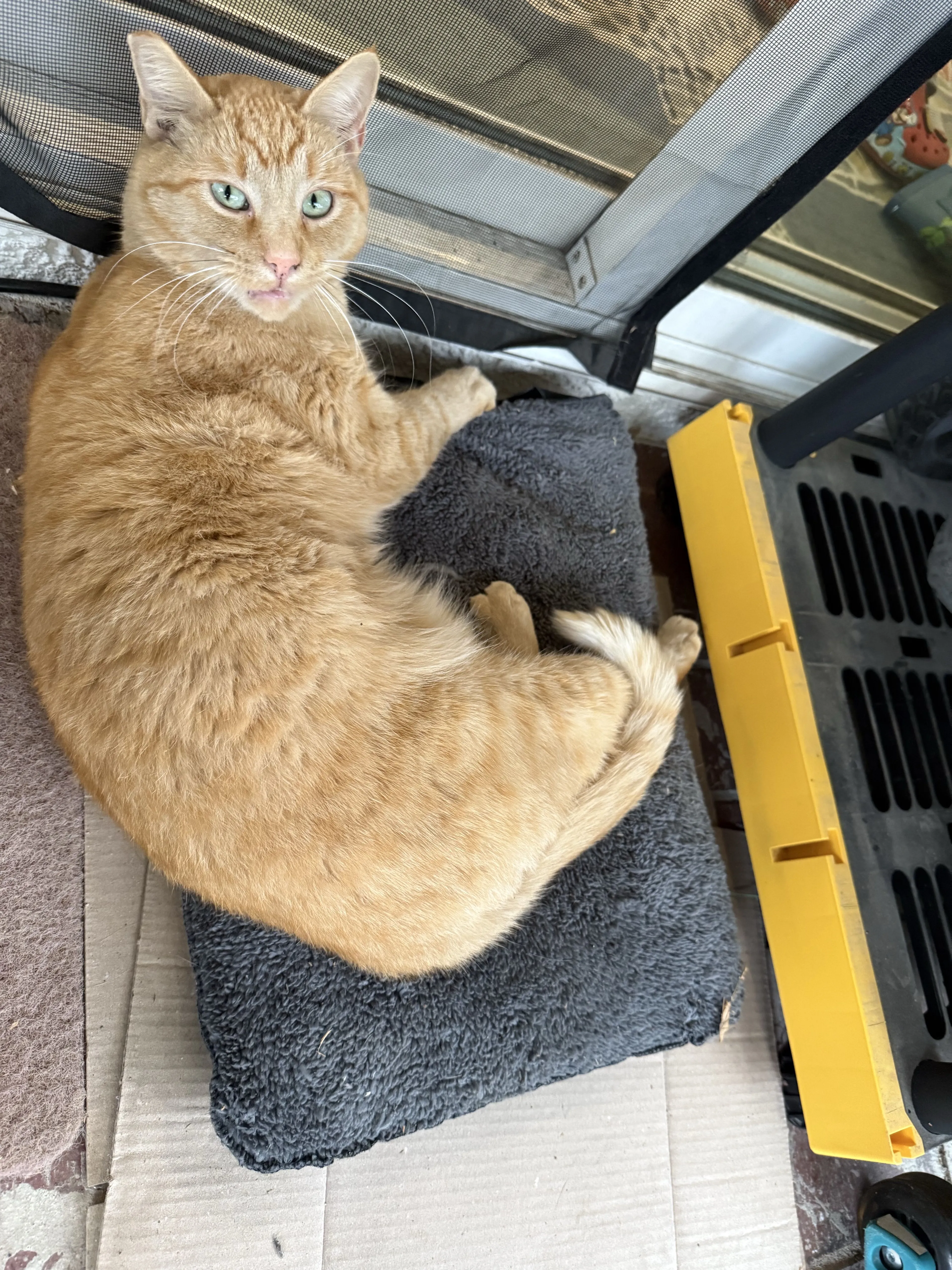 Lost pet-0