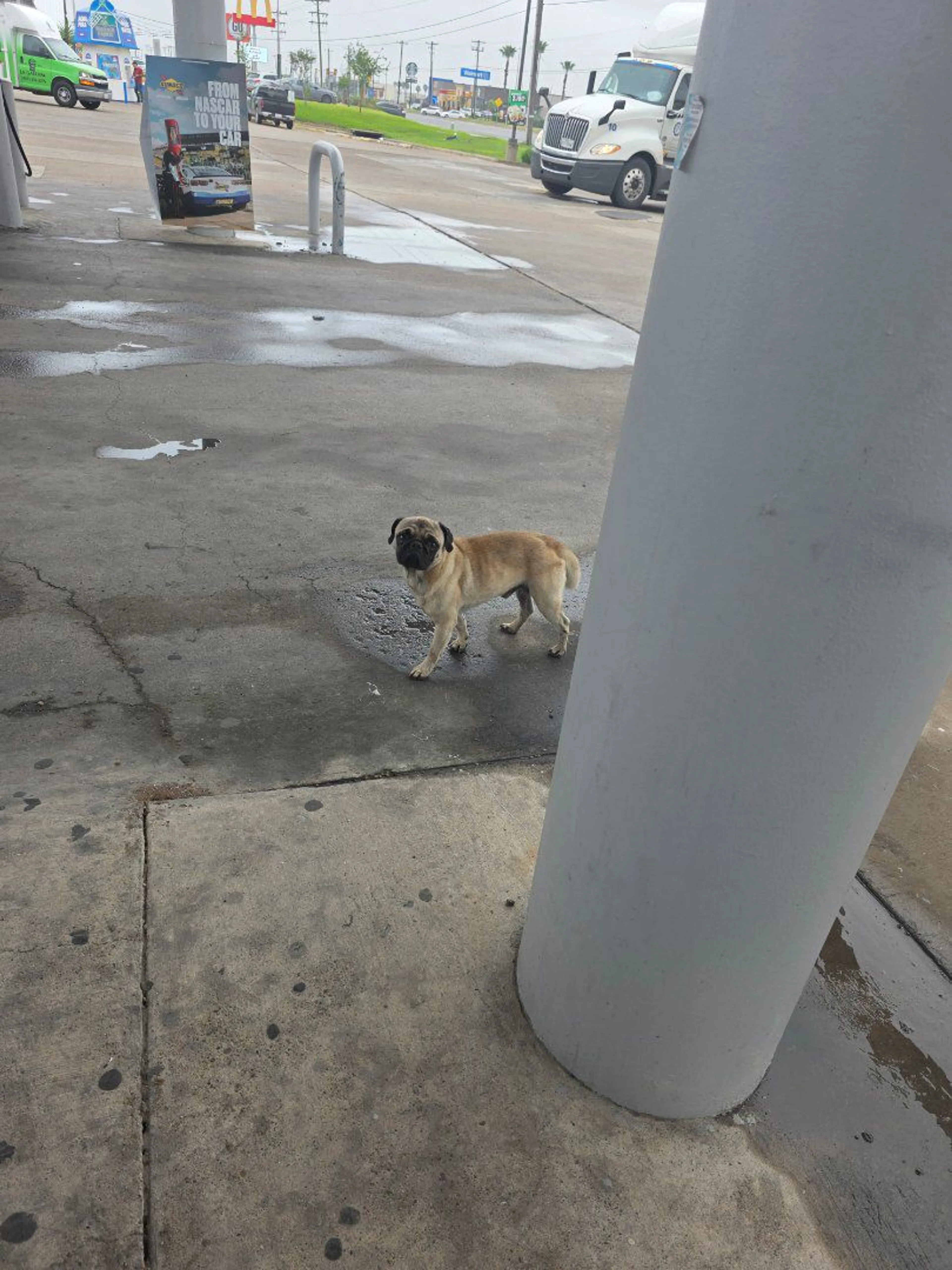 Lost pet