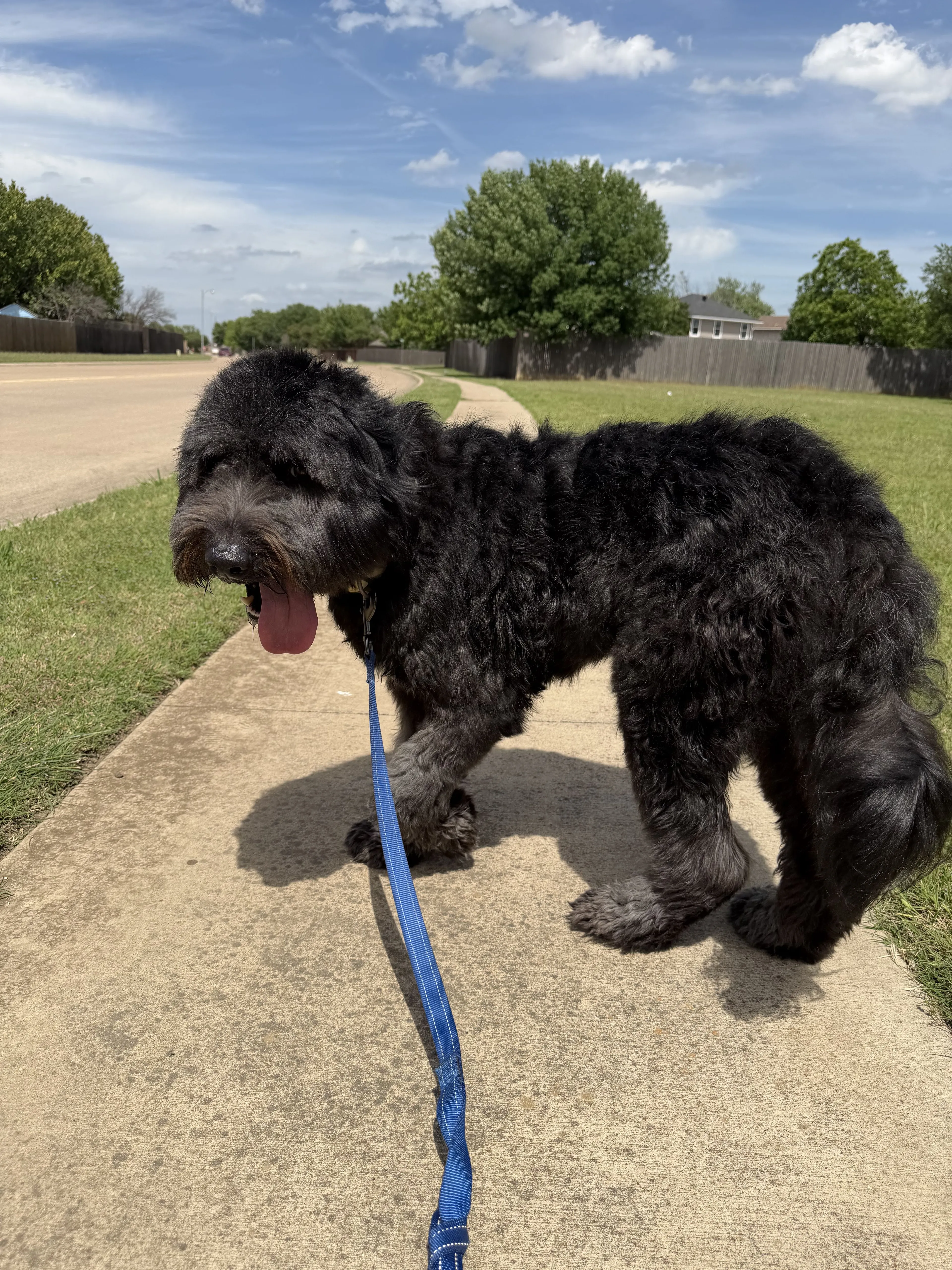 Lost pet-1