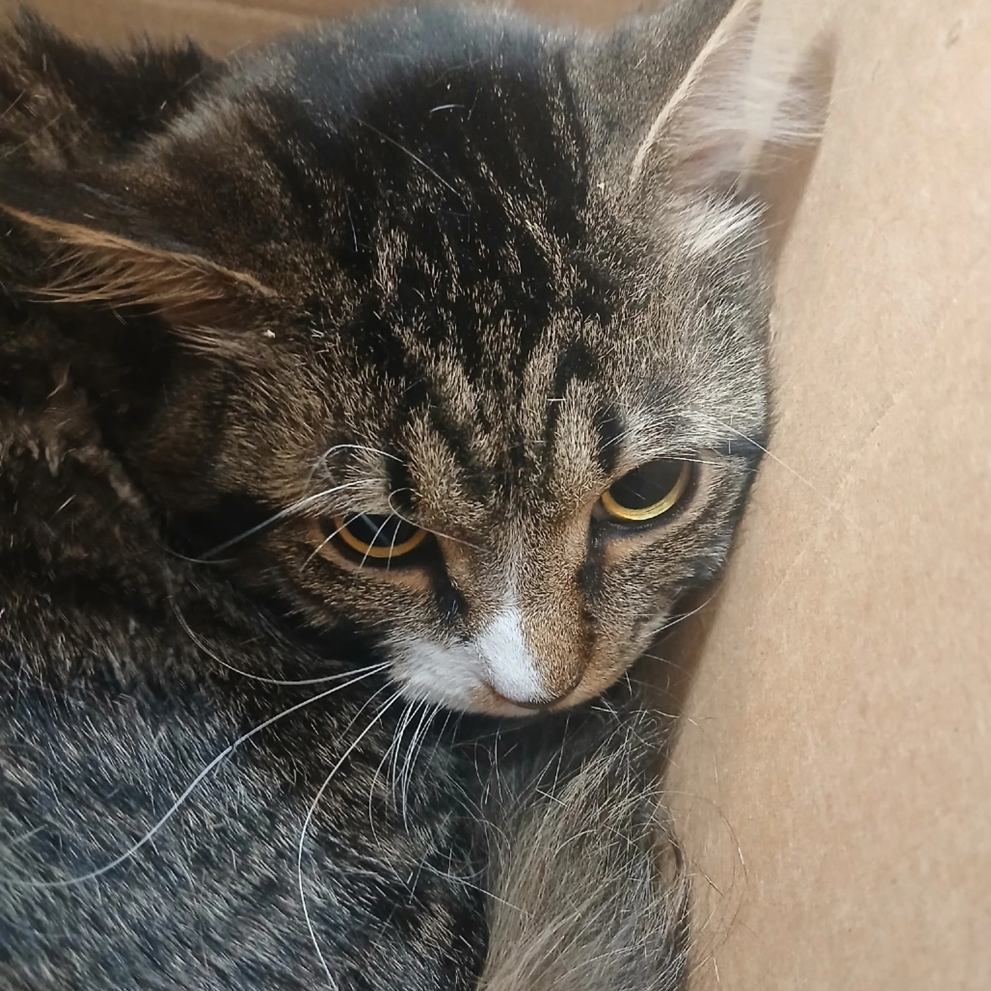 Found pet