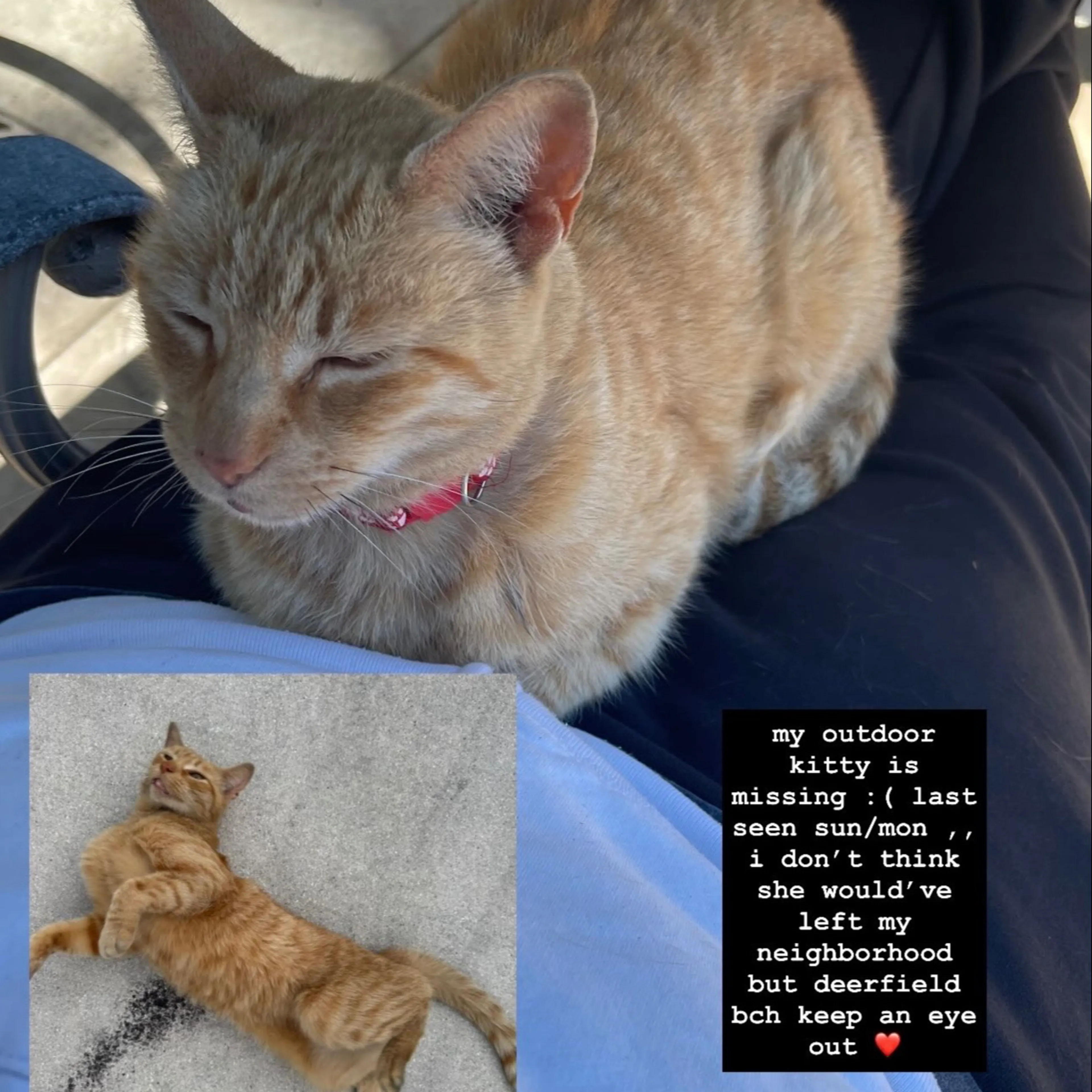 Lost pet-1