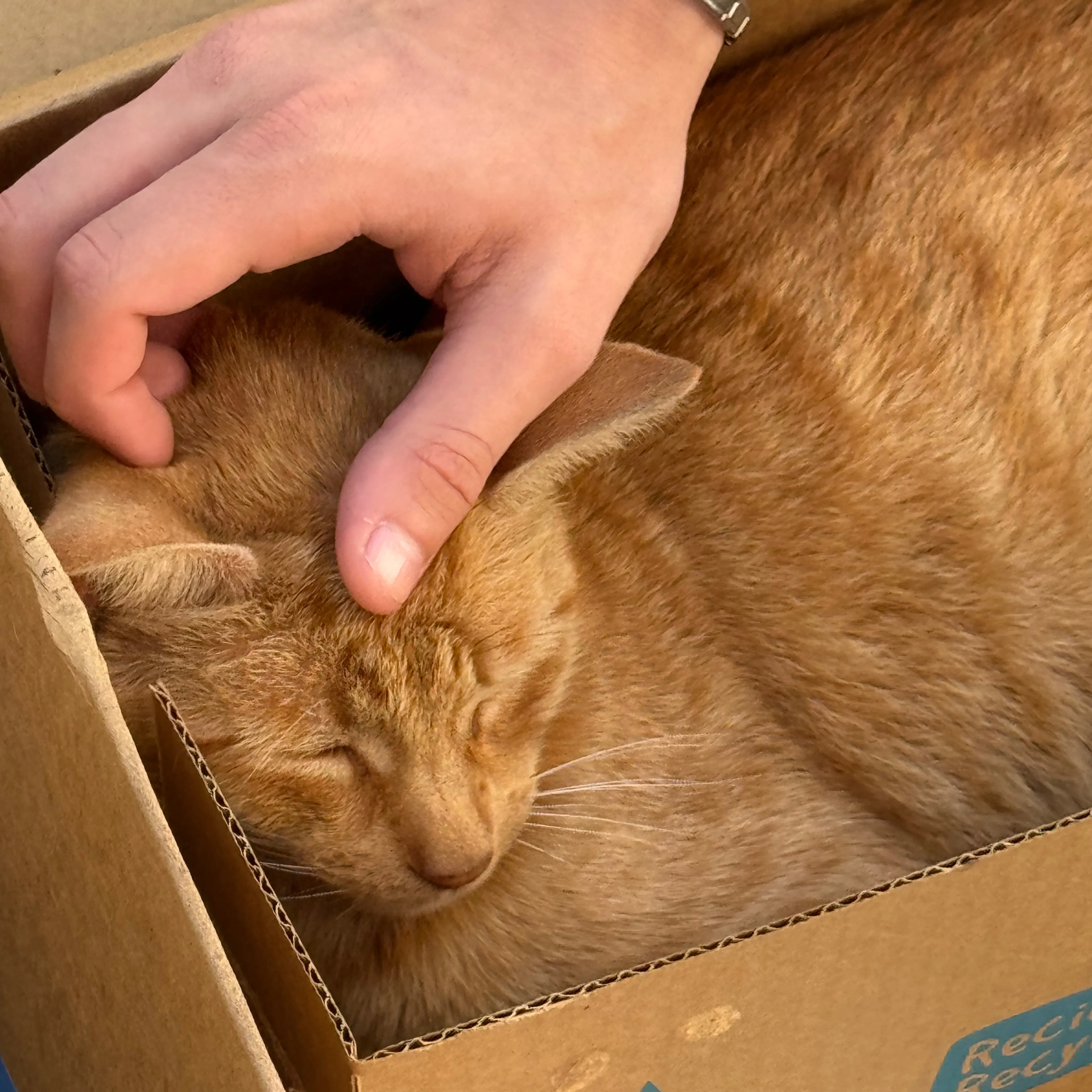 Lost pet-3