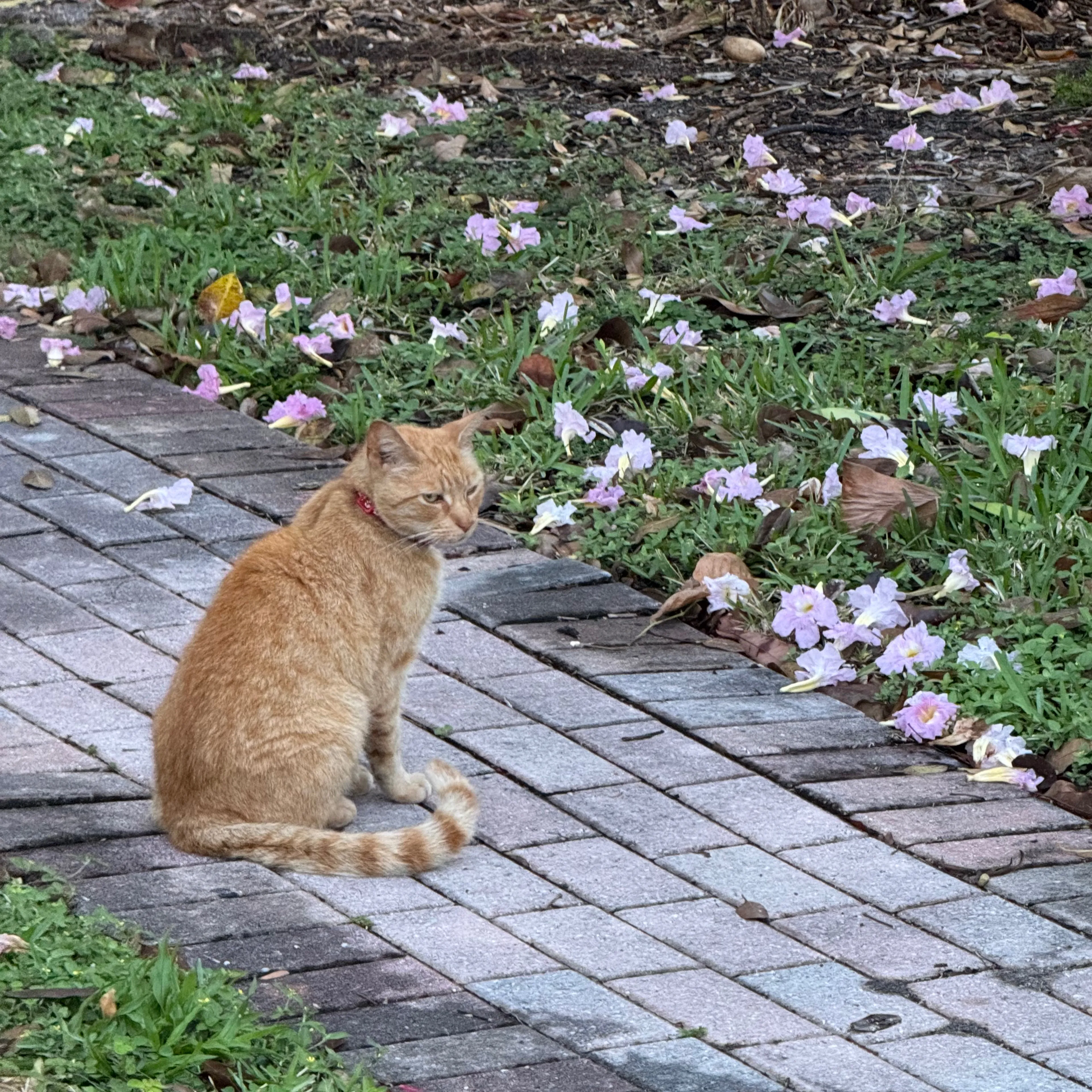 Lost pet-2