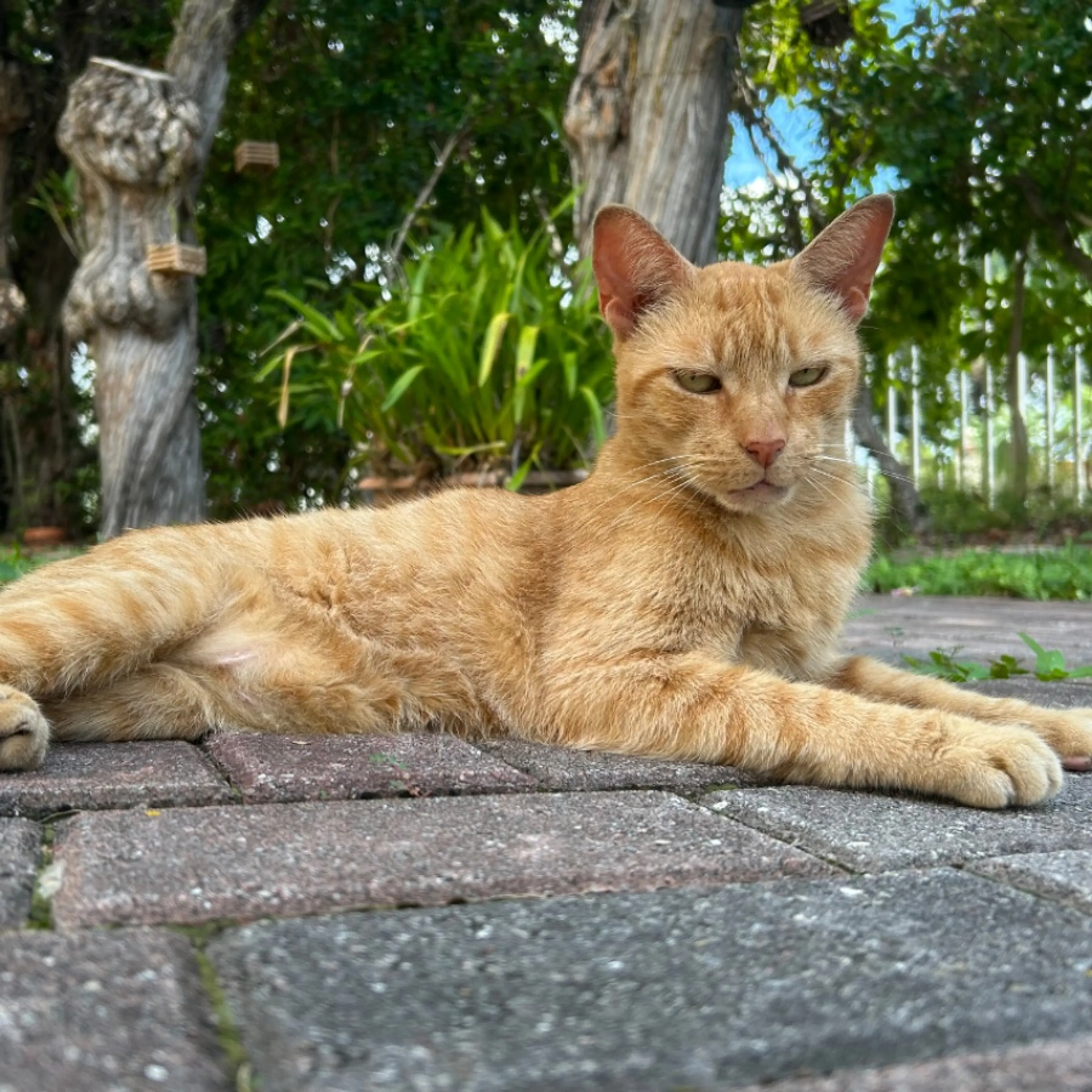 Lost pet-0