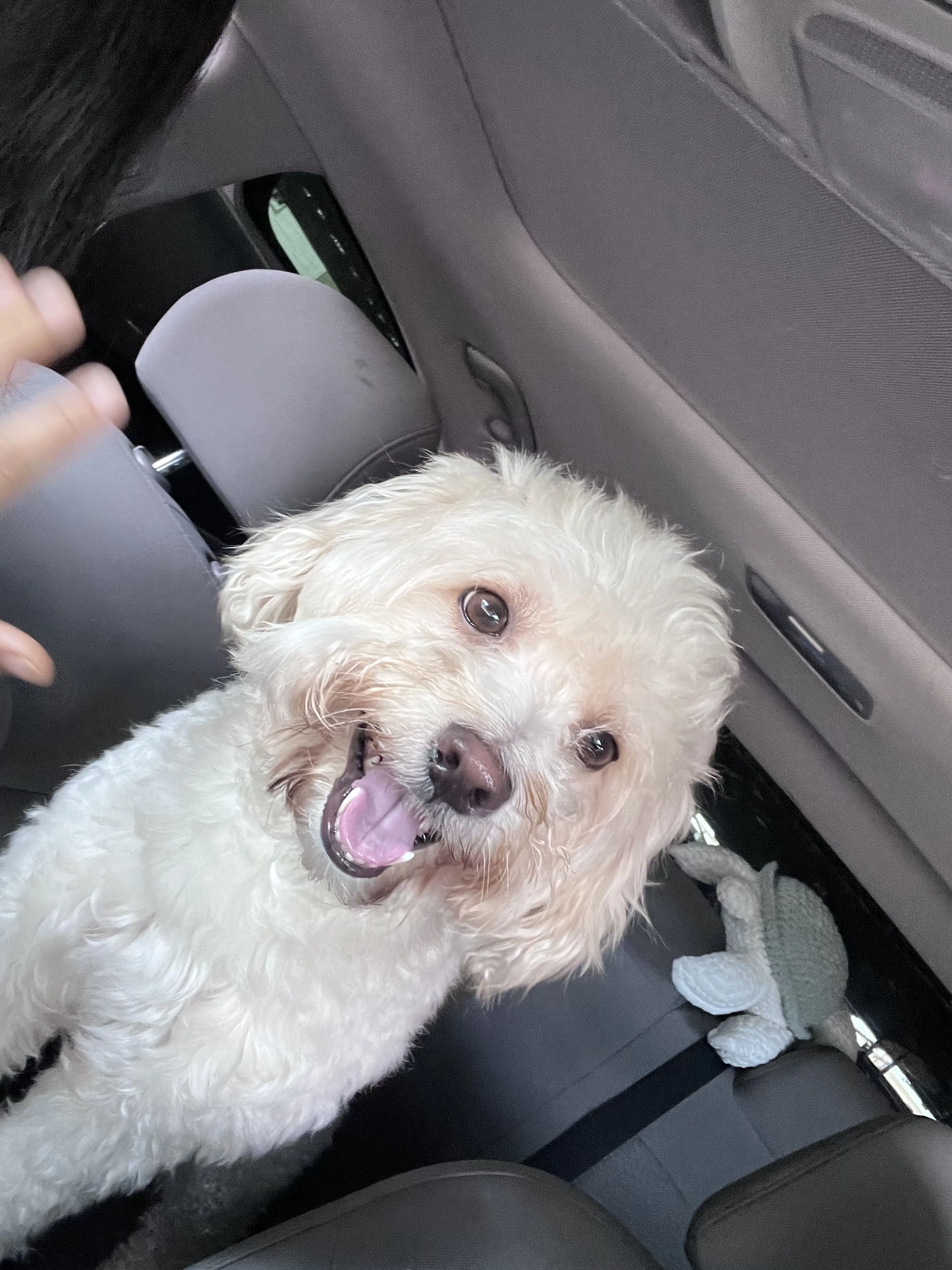Lost pet