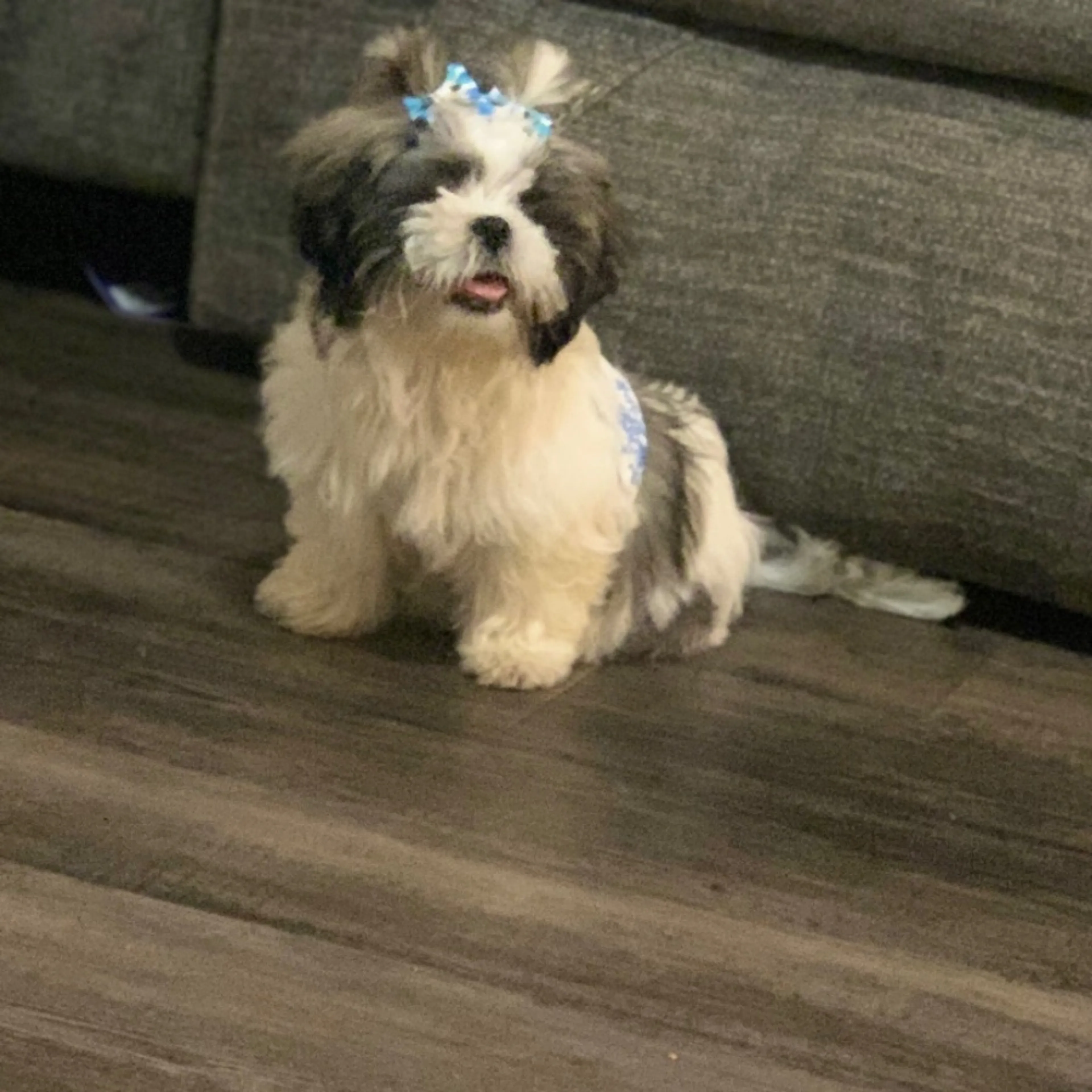 Lost pet