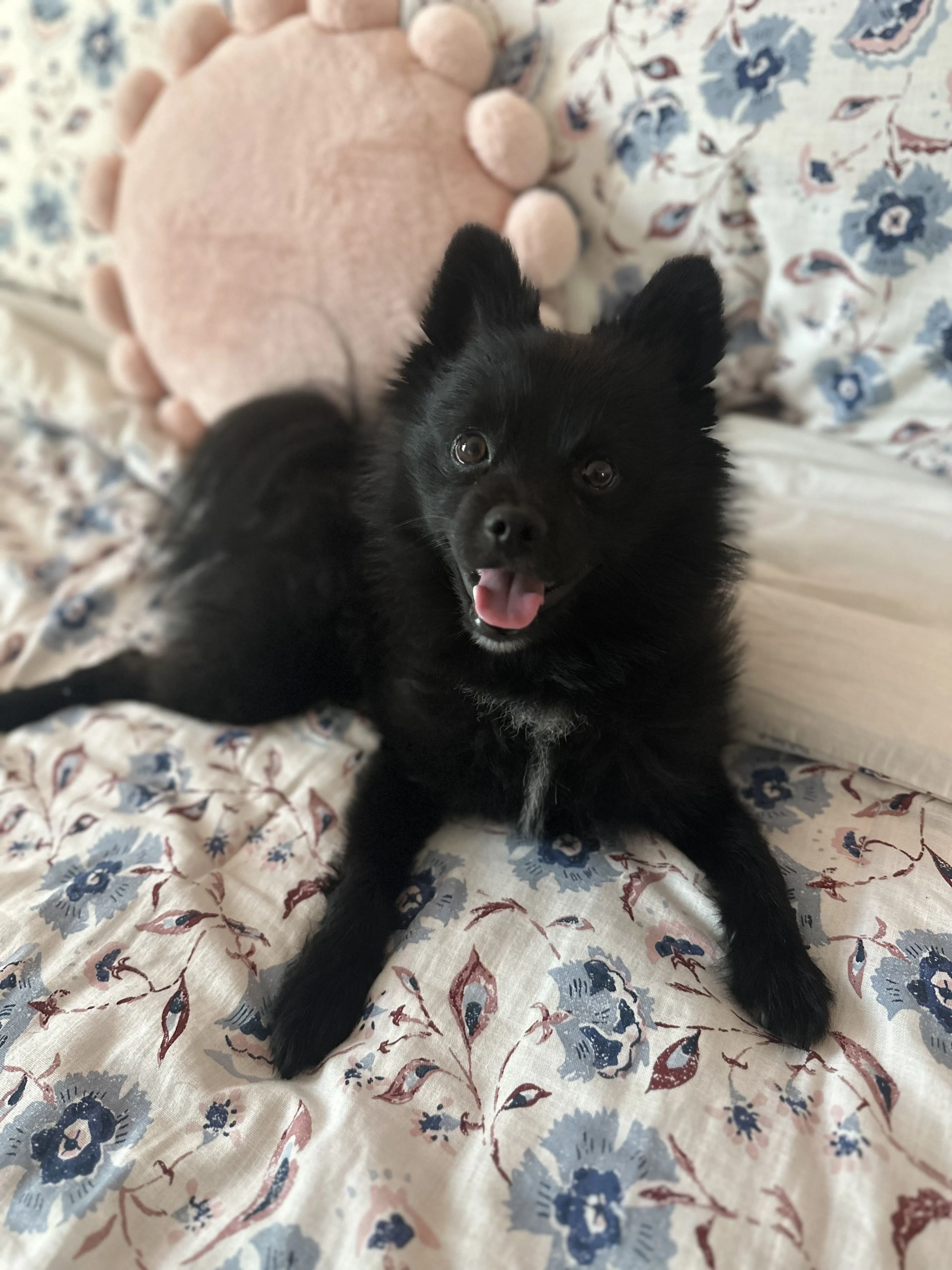 Lost pet-1