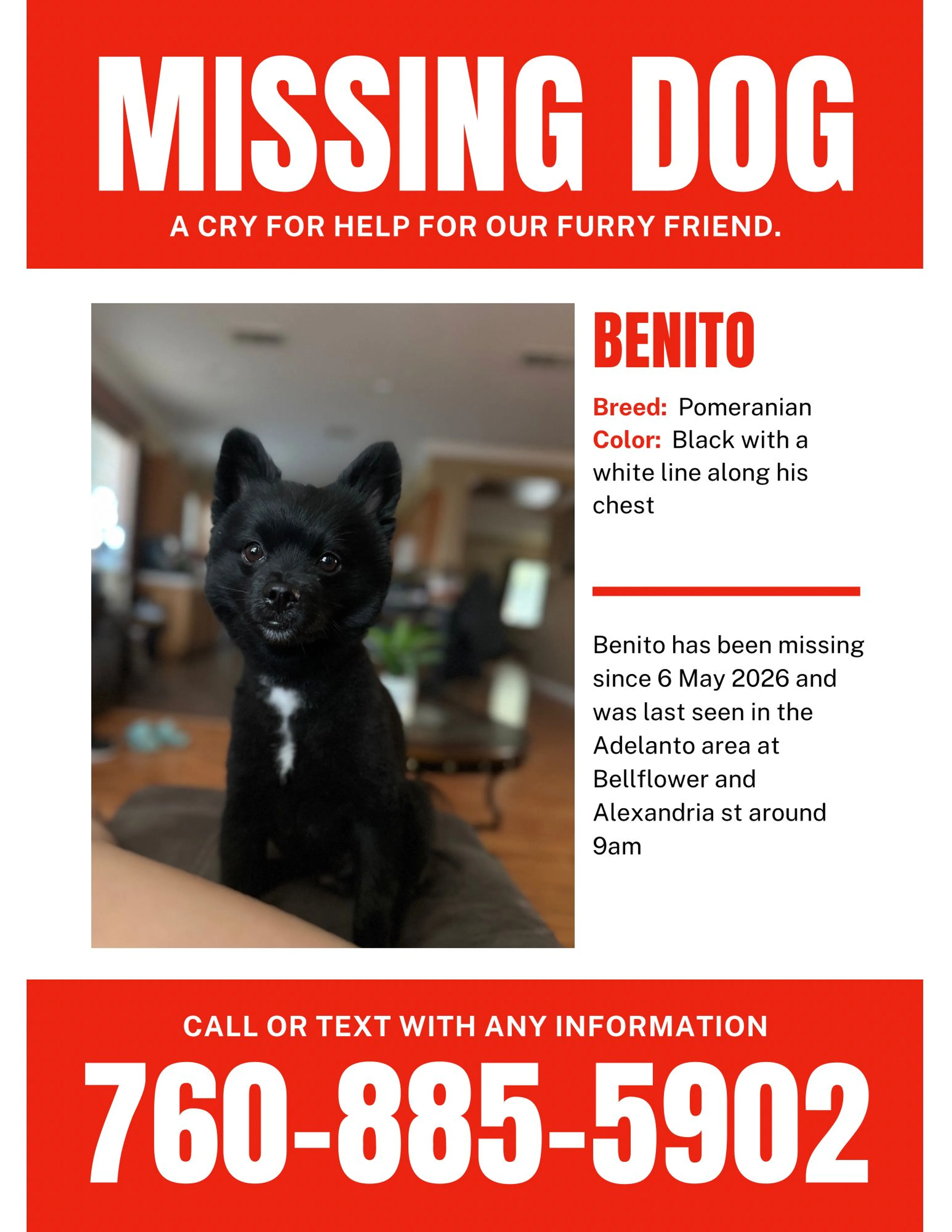 Lost pet-0