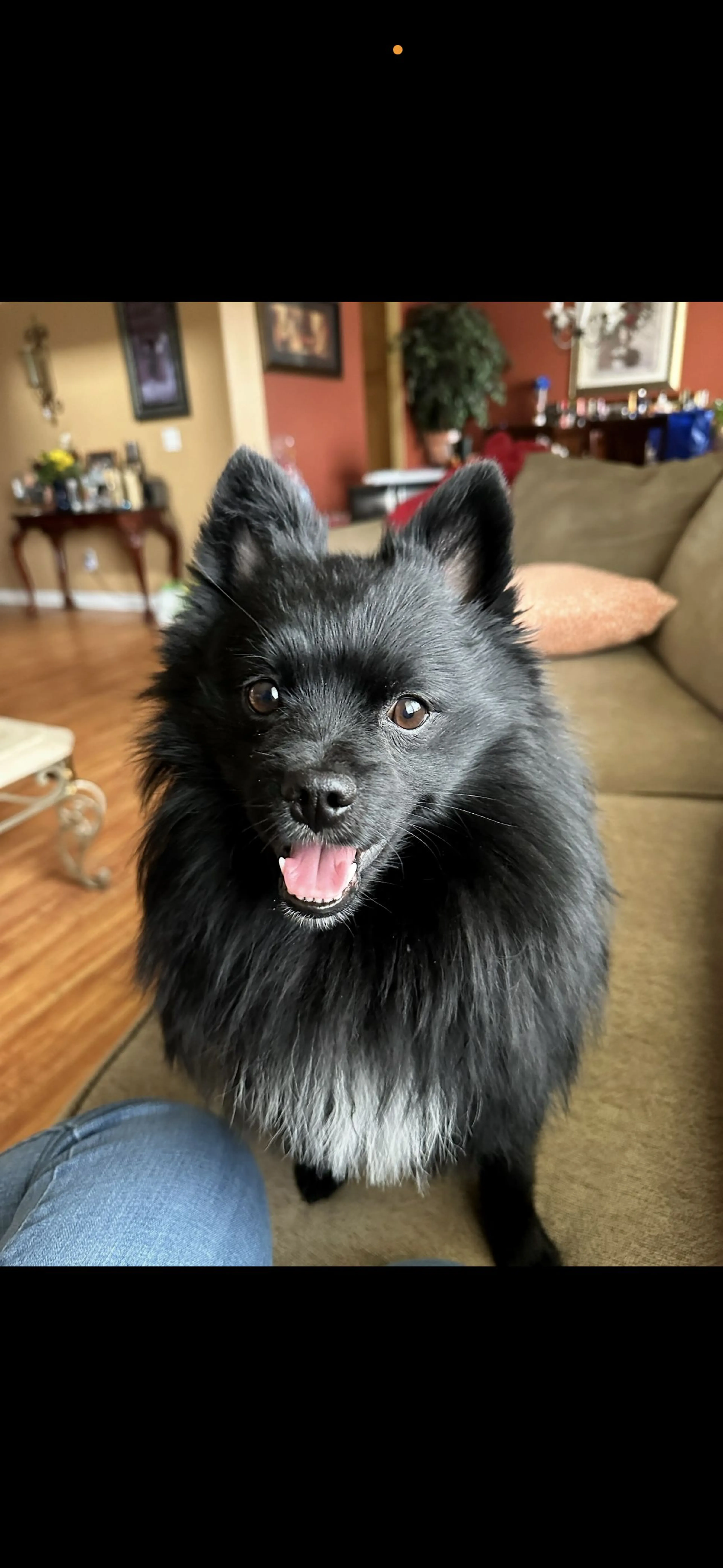Lost pet-2