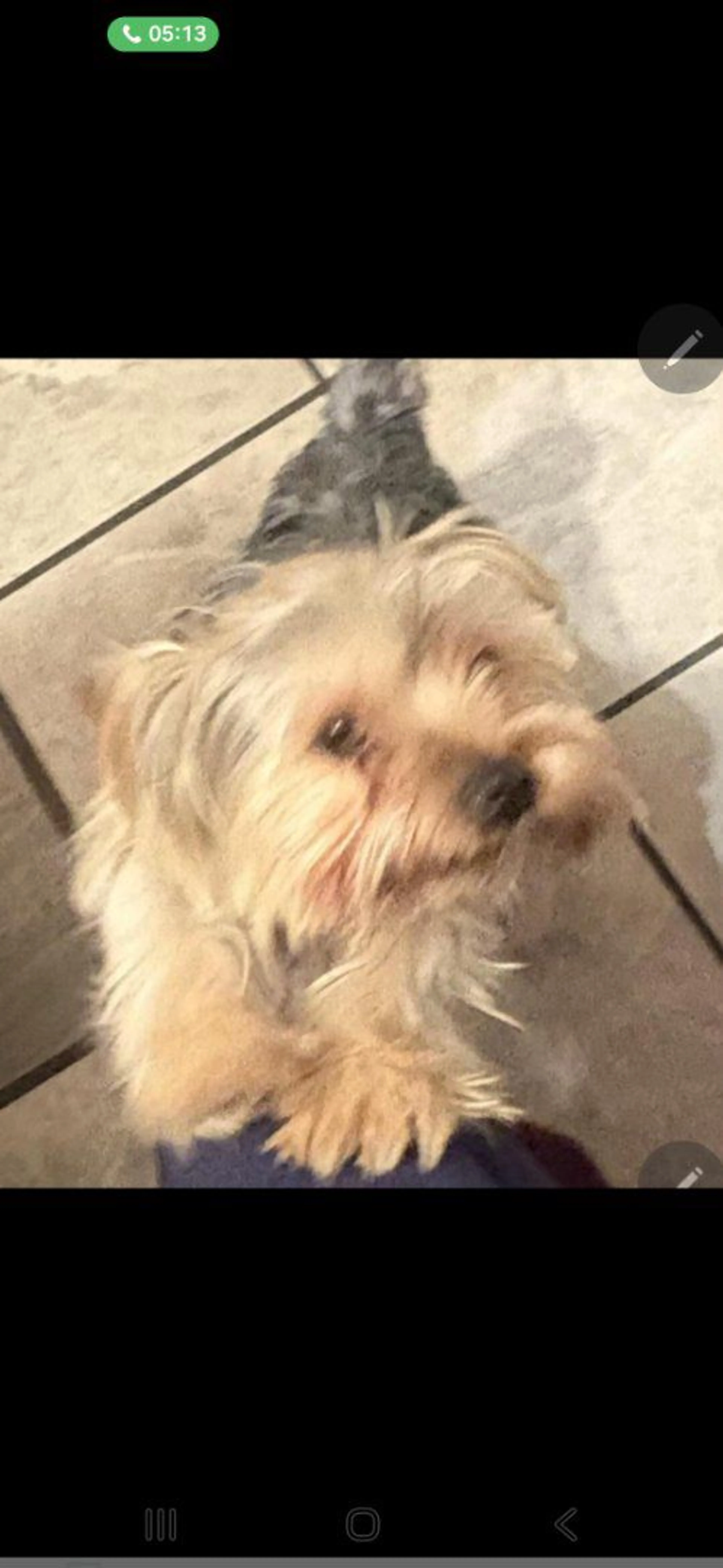 Lost pet