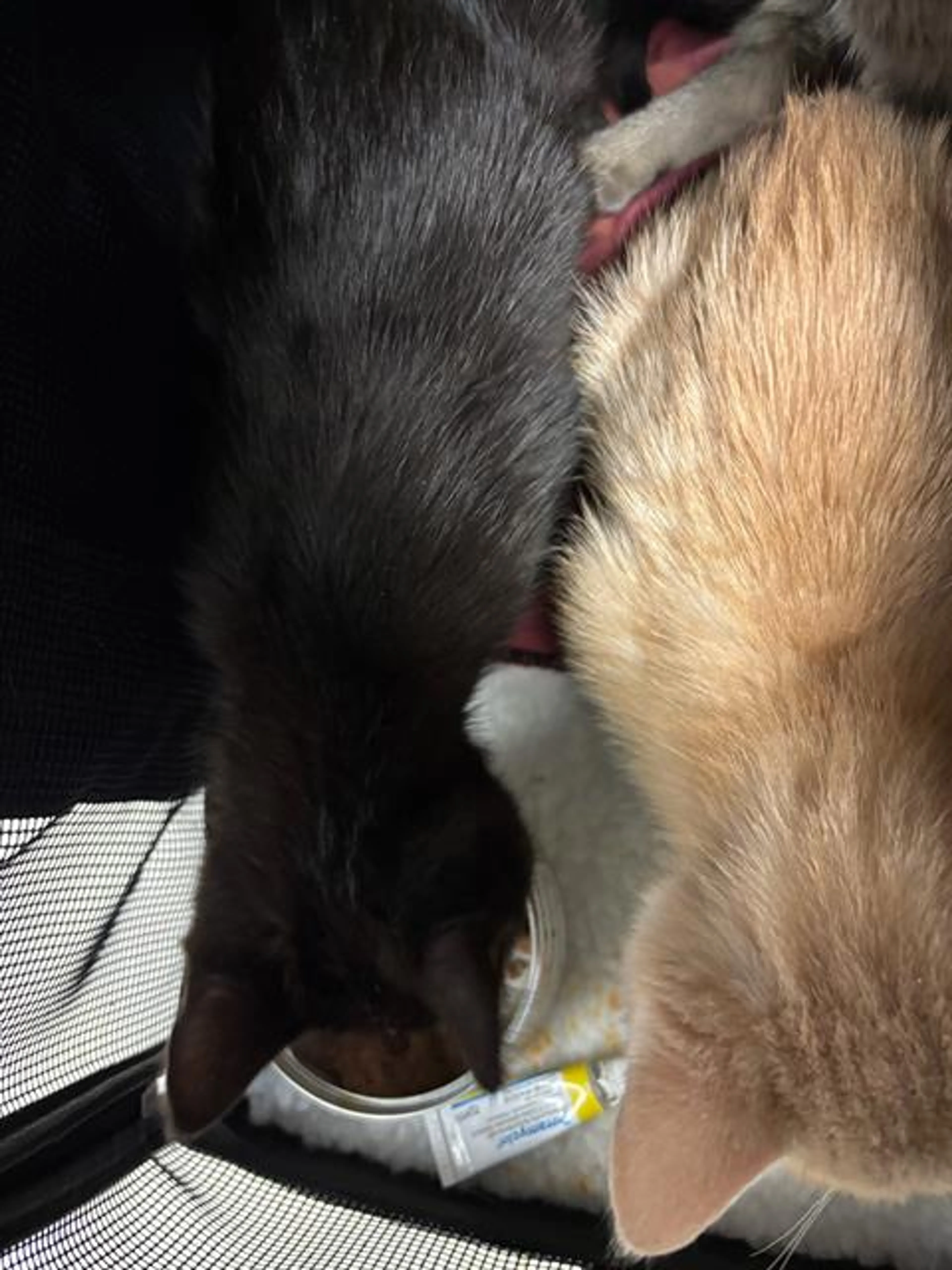 Found pet