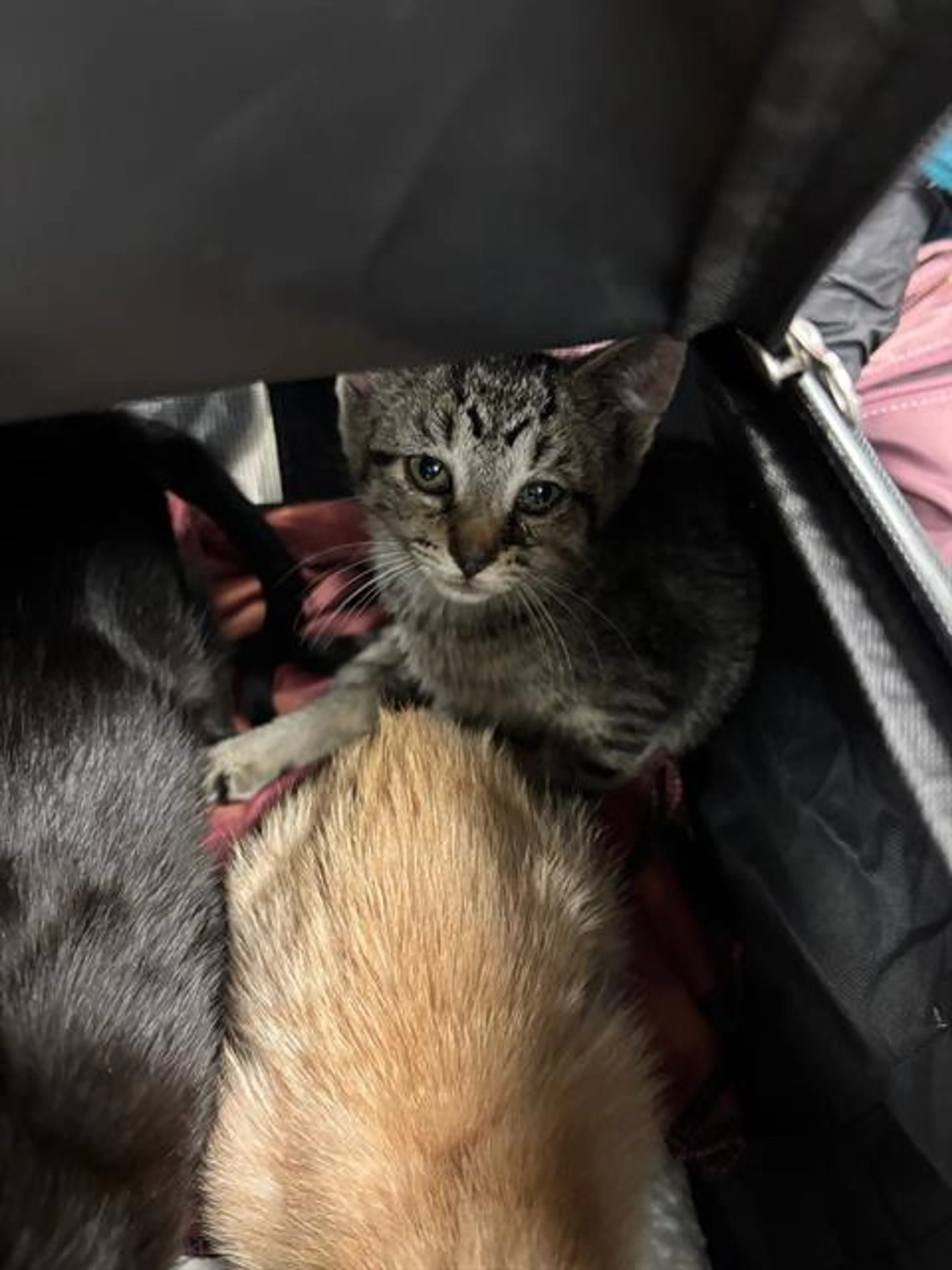 Found pet