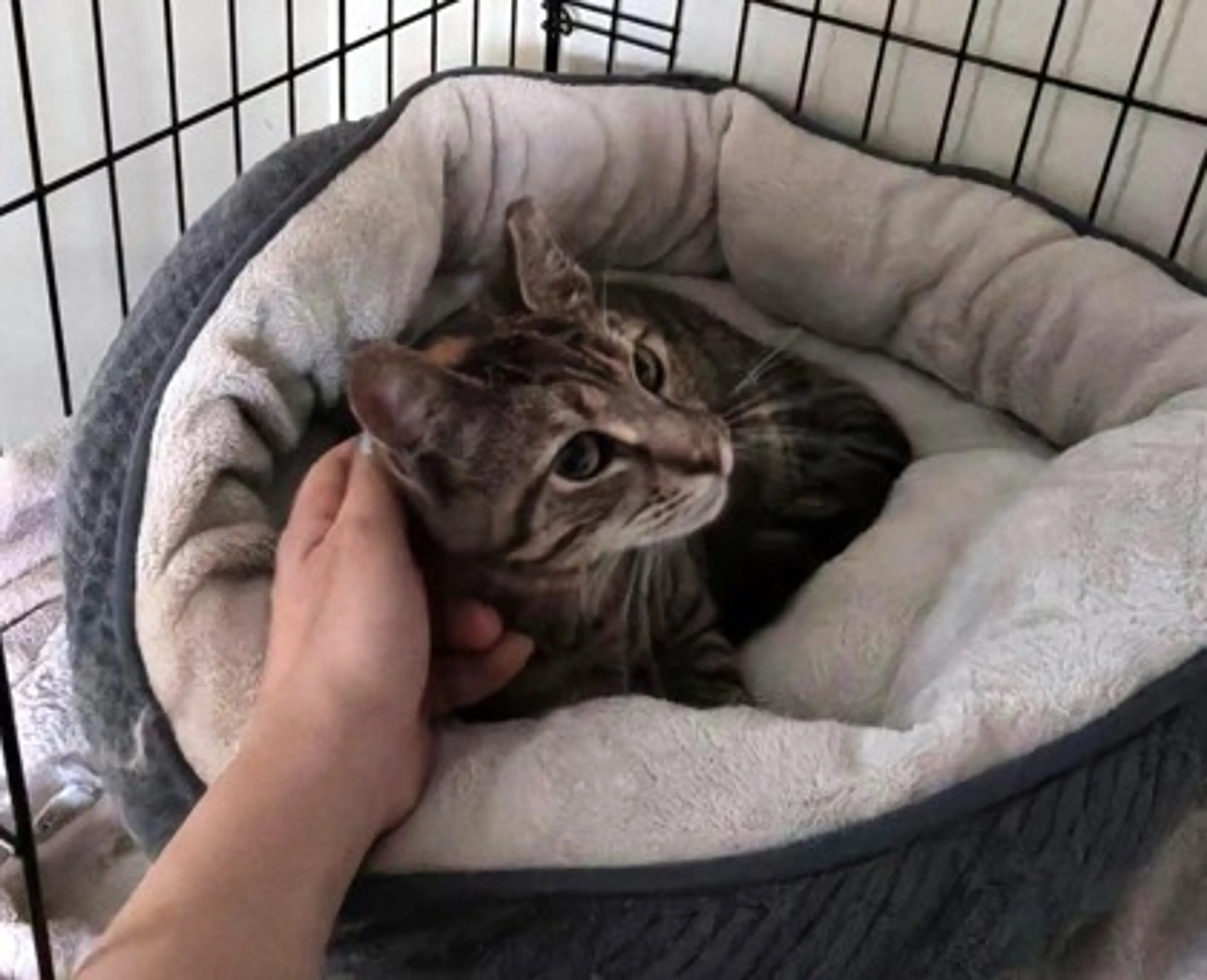 Found pet-2