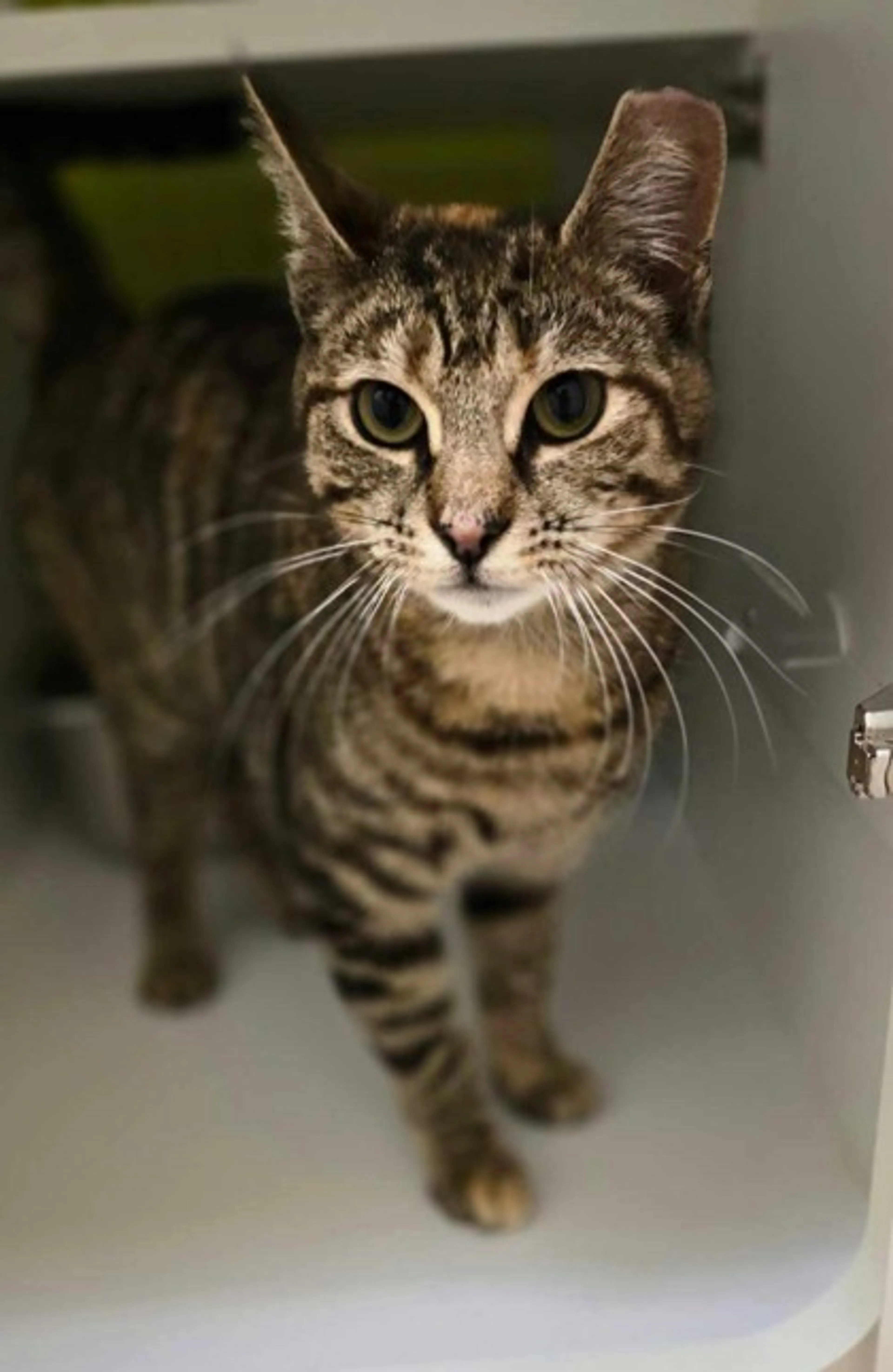 Found pet-1