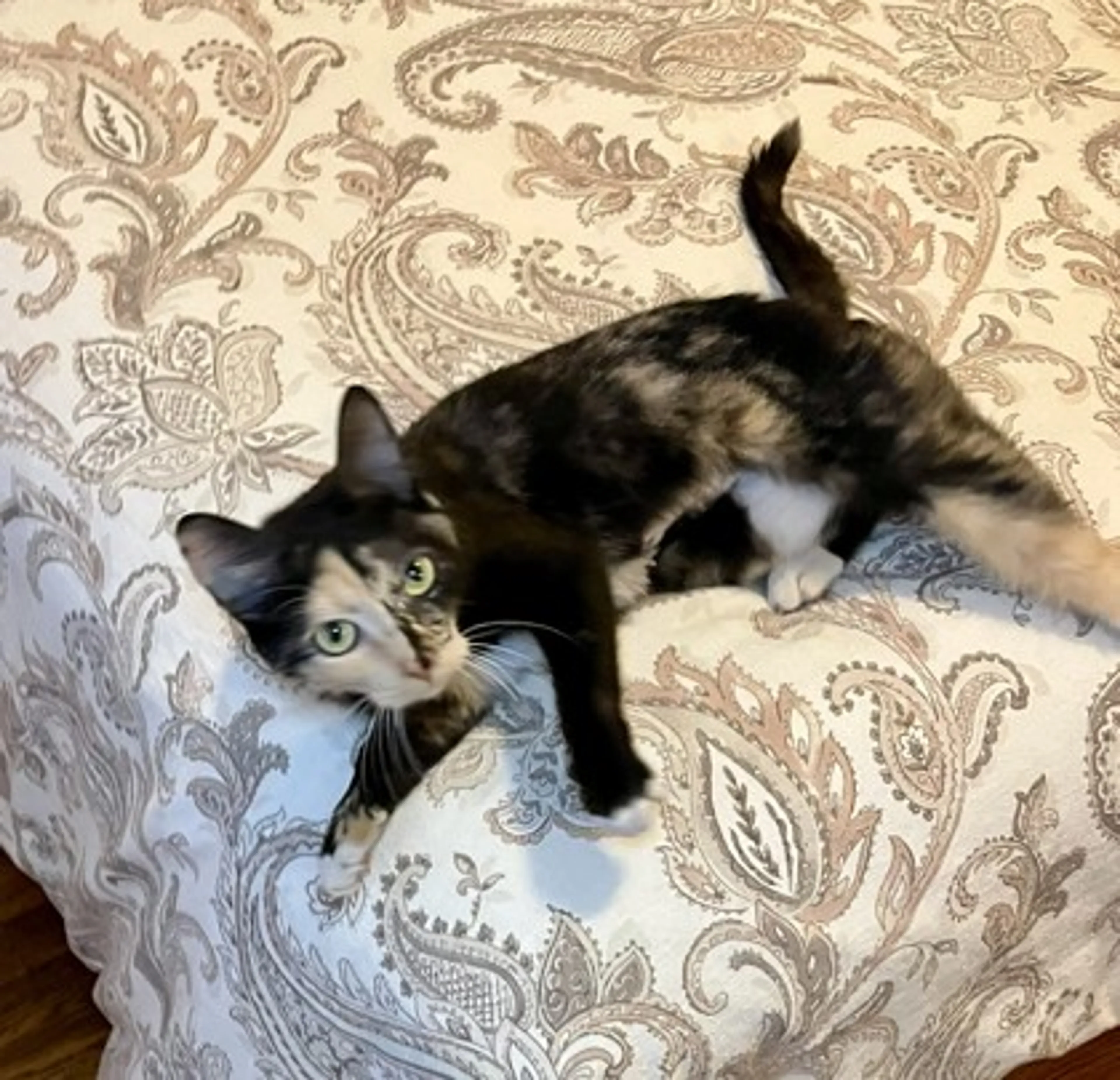 Found pet-1