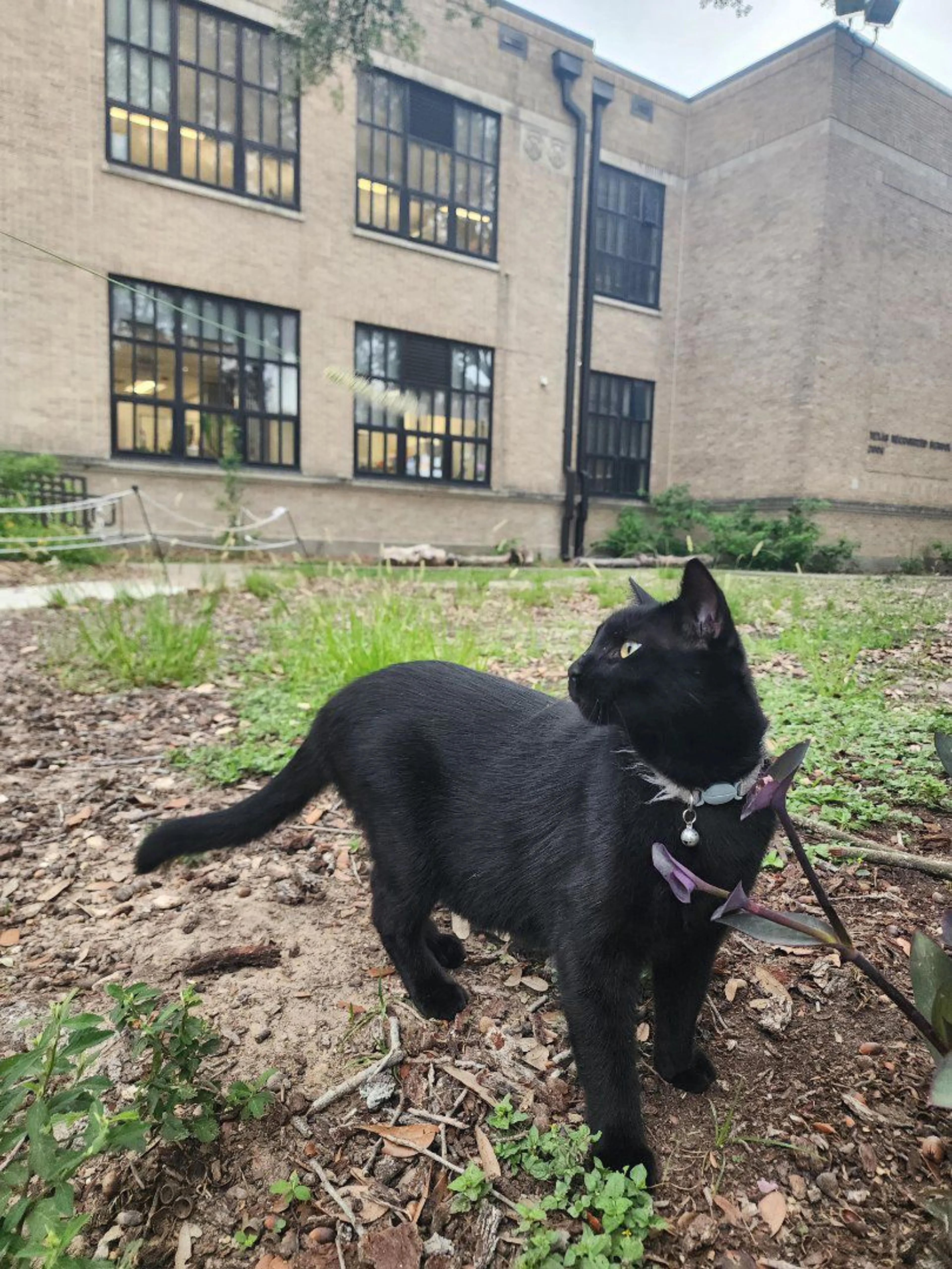 Lost pet-2