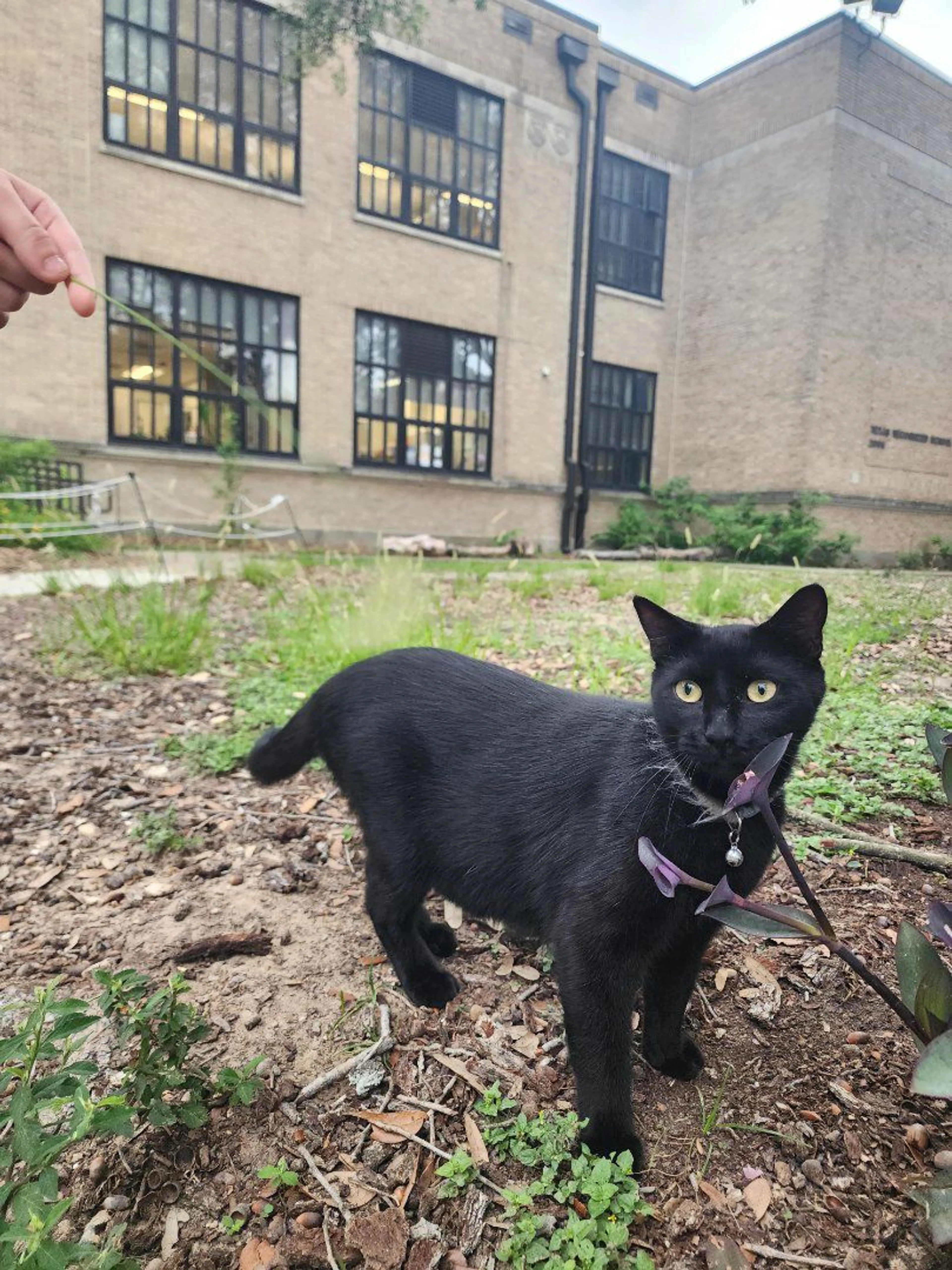 Lost pet-1