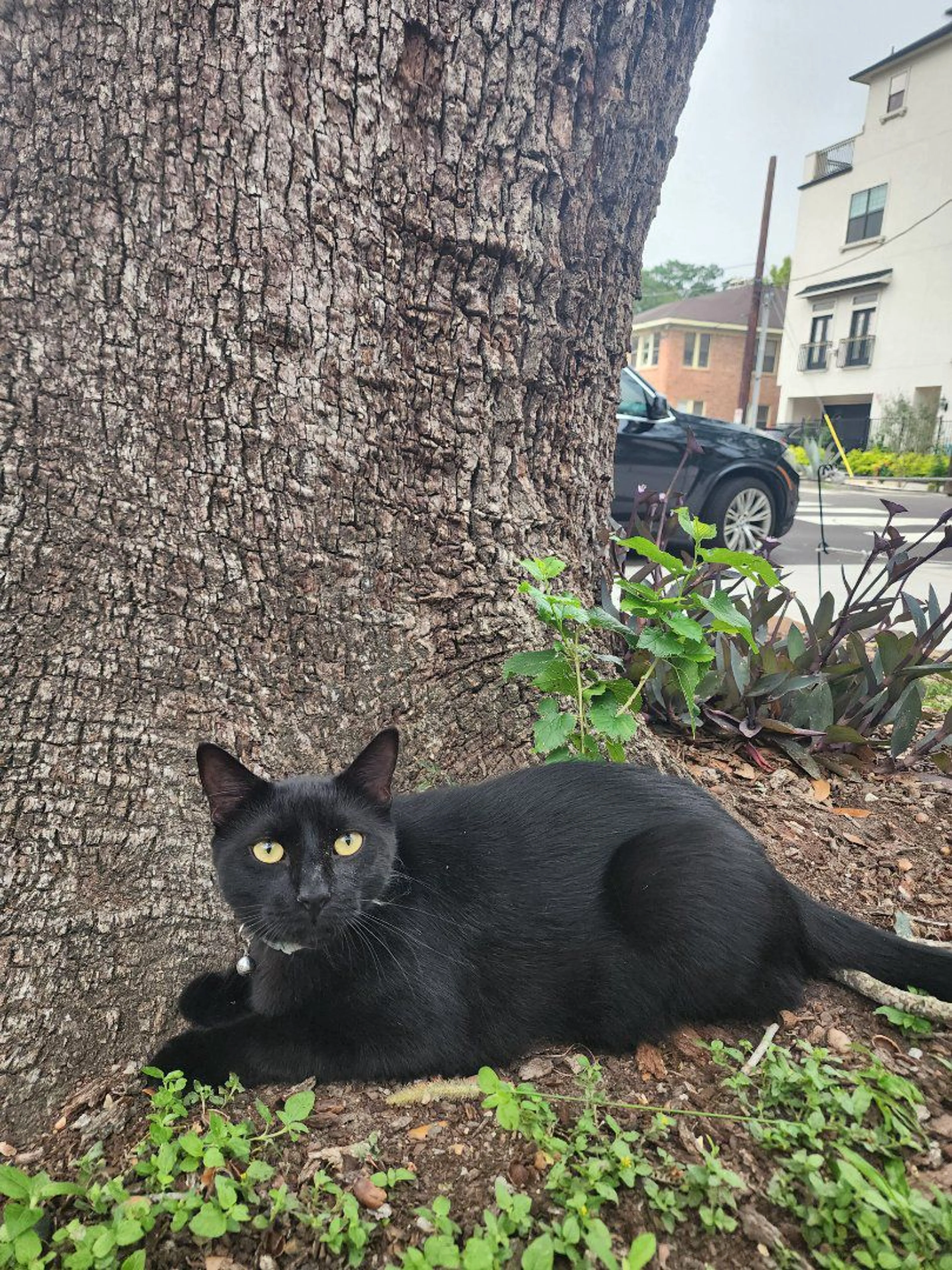 Lost pet-0