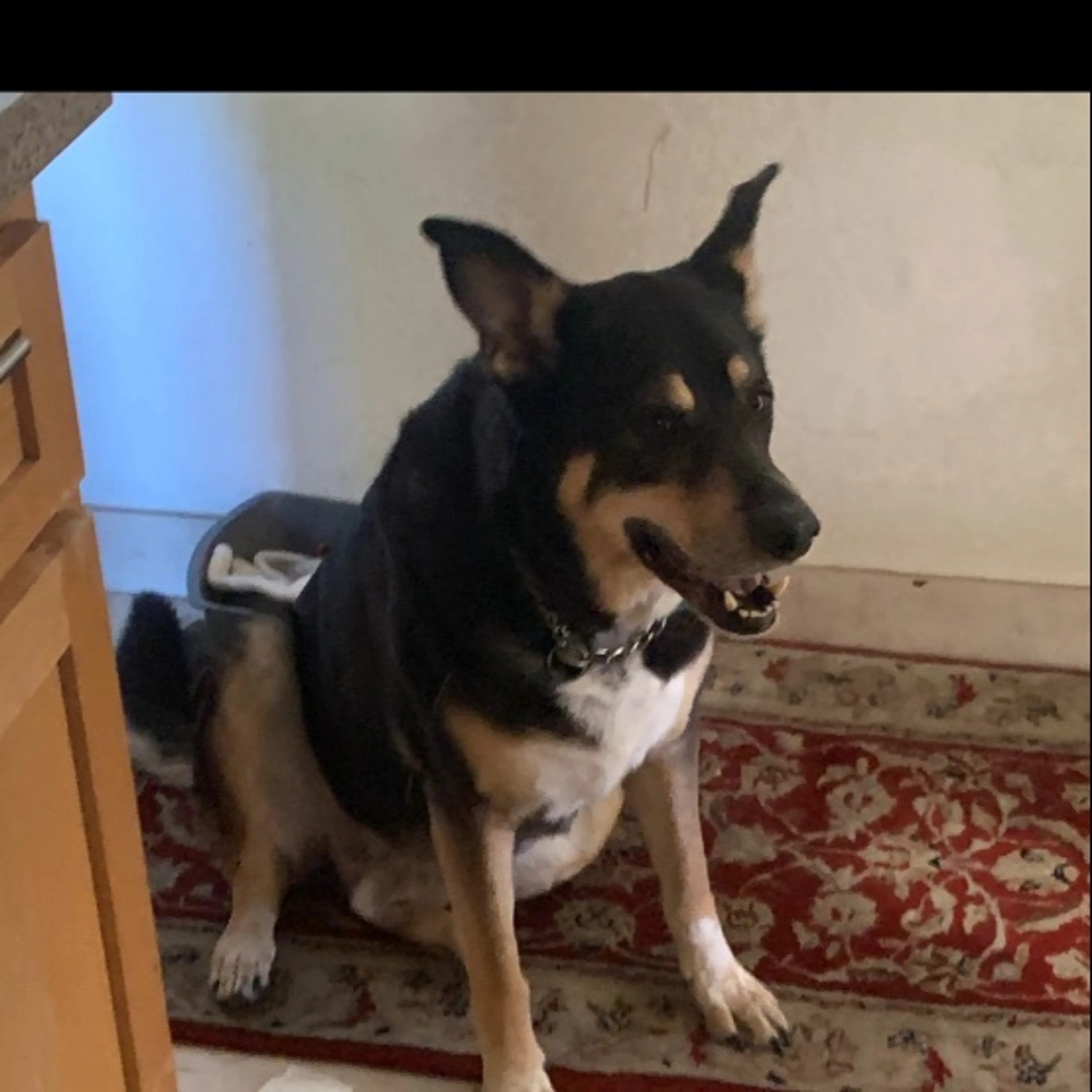 Lost pet