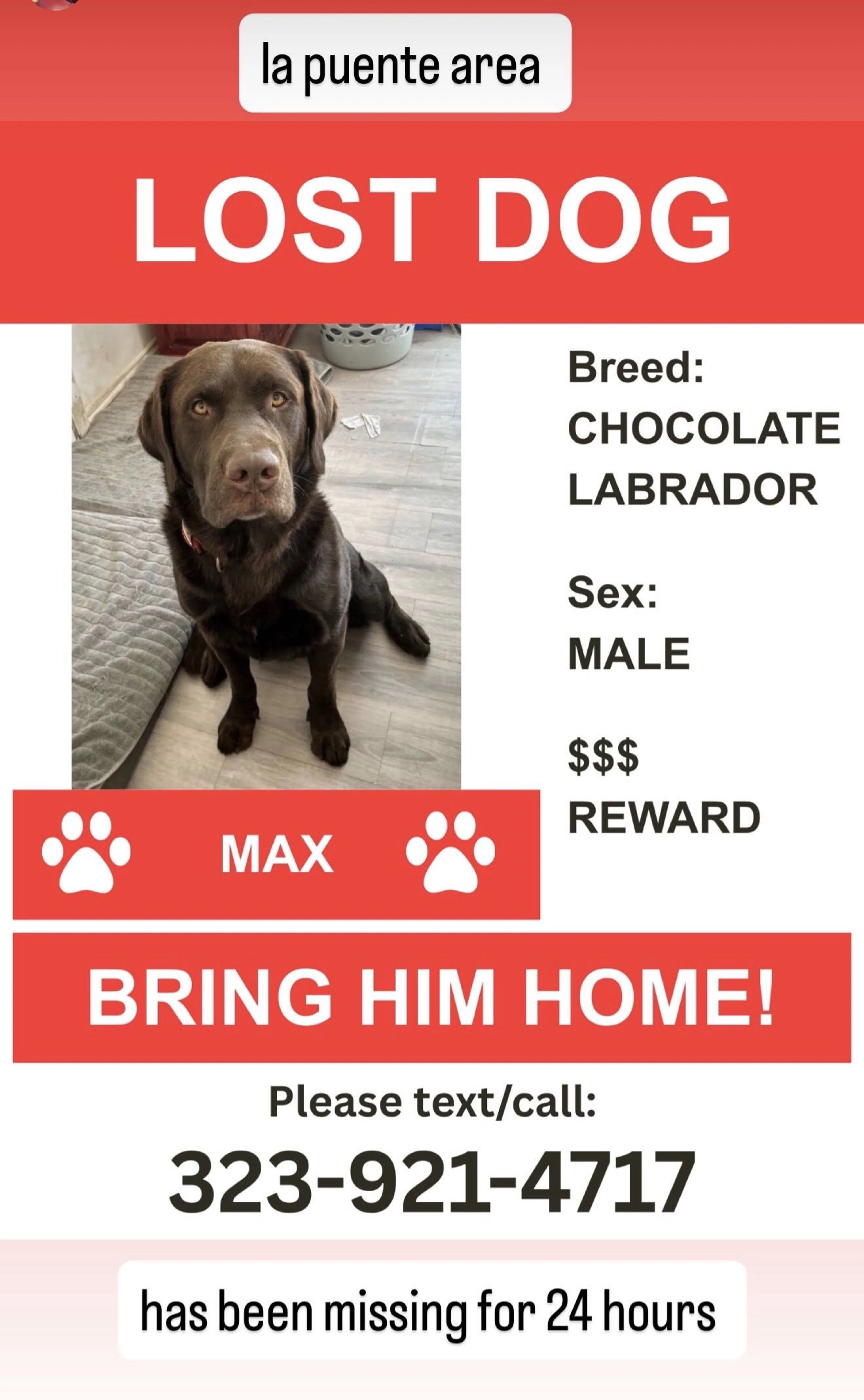 Lost pet-1
