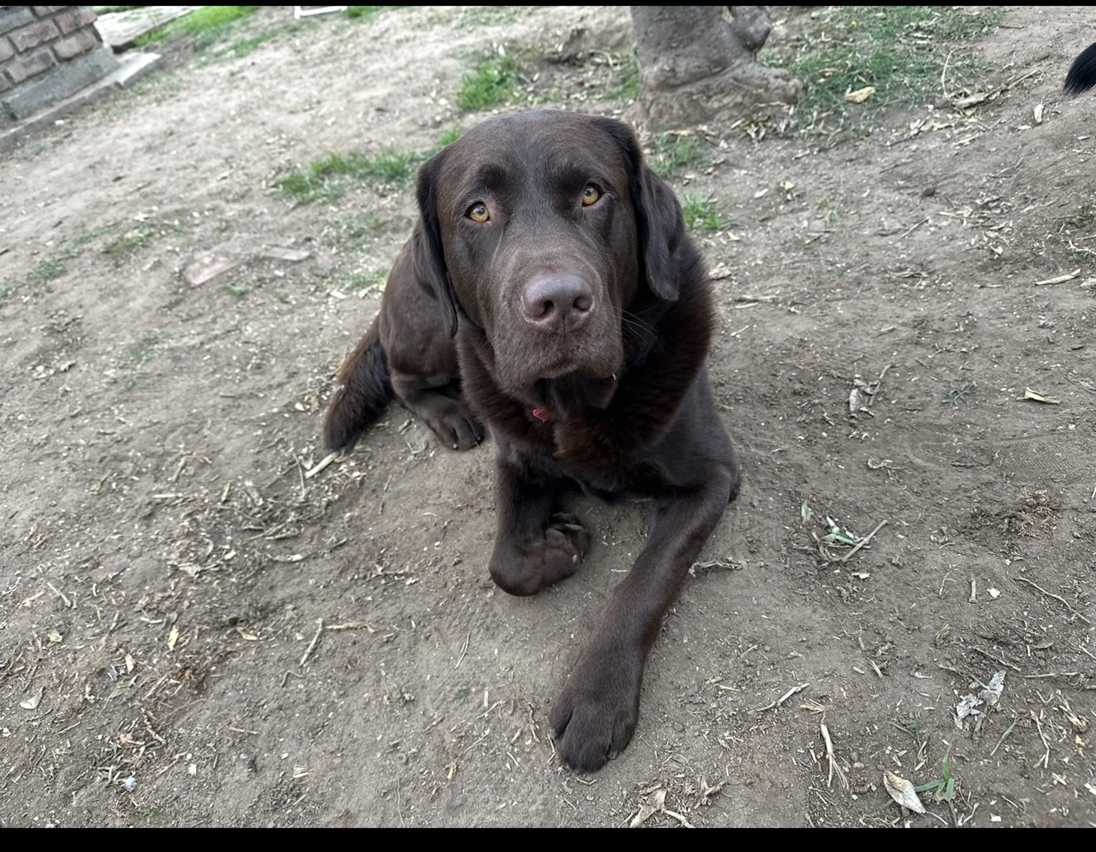 Lost pet-0