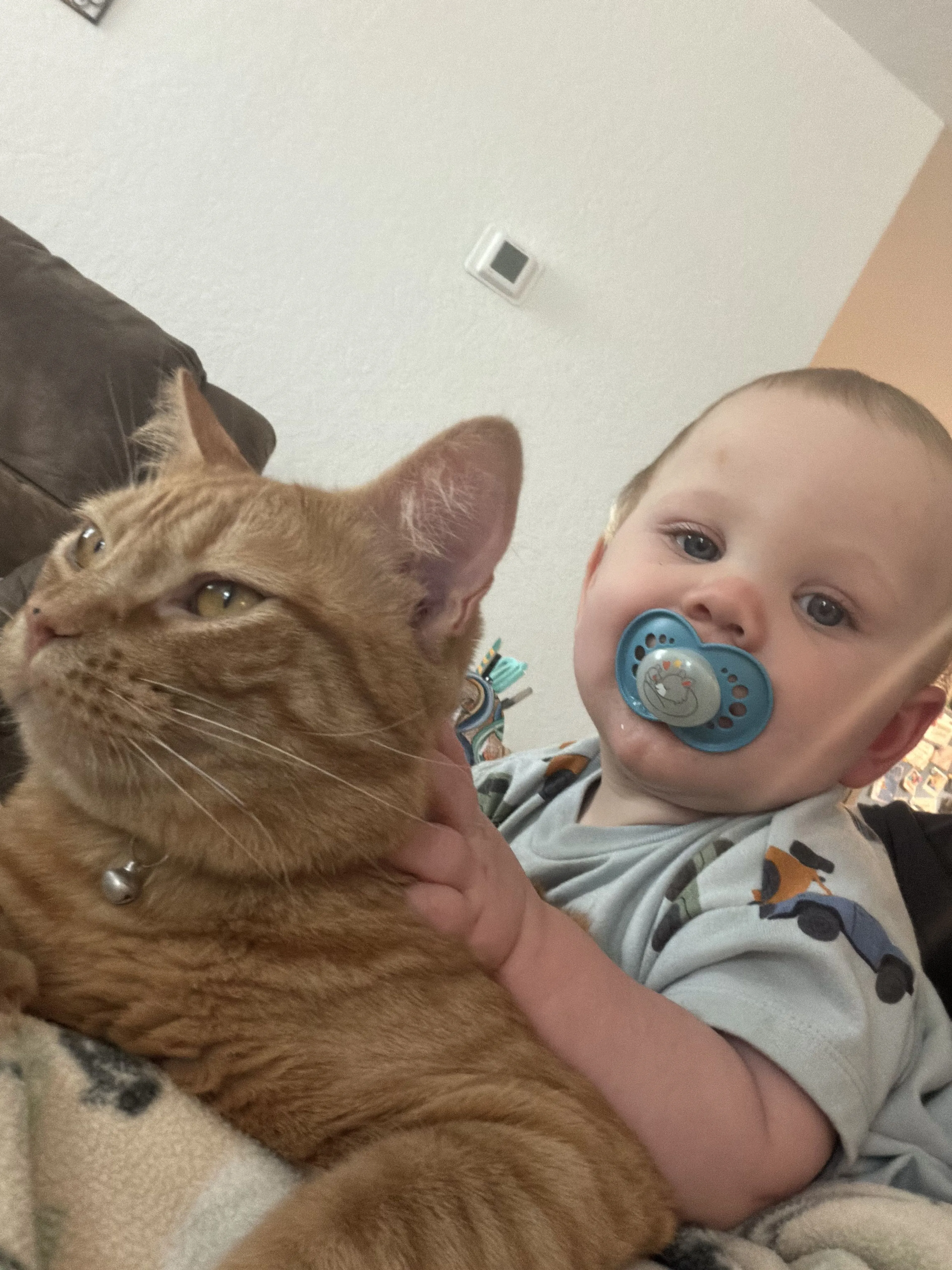 Lost pet-2