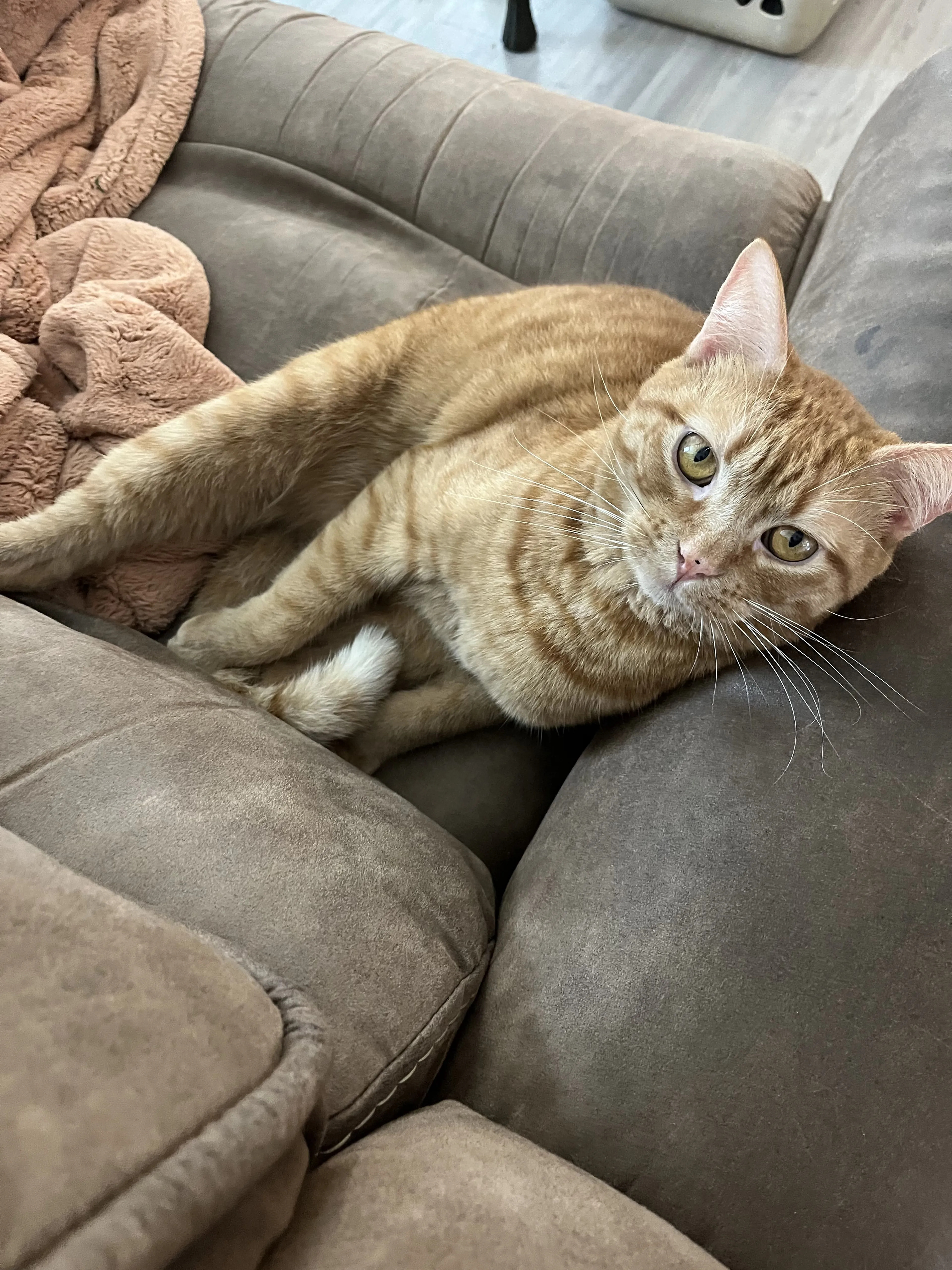 Lost pet-1