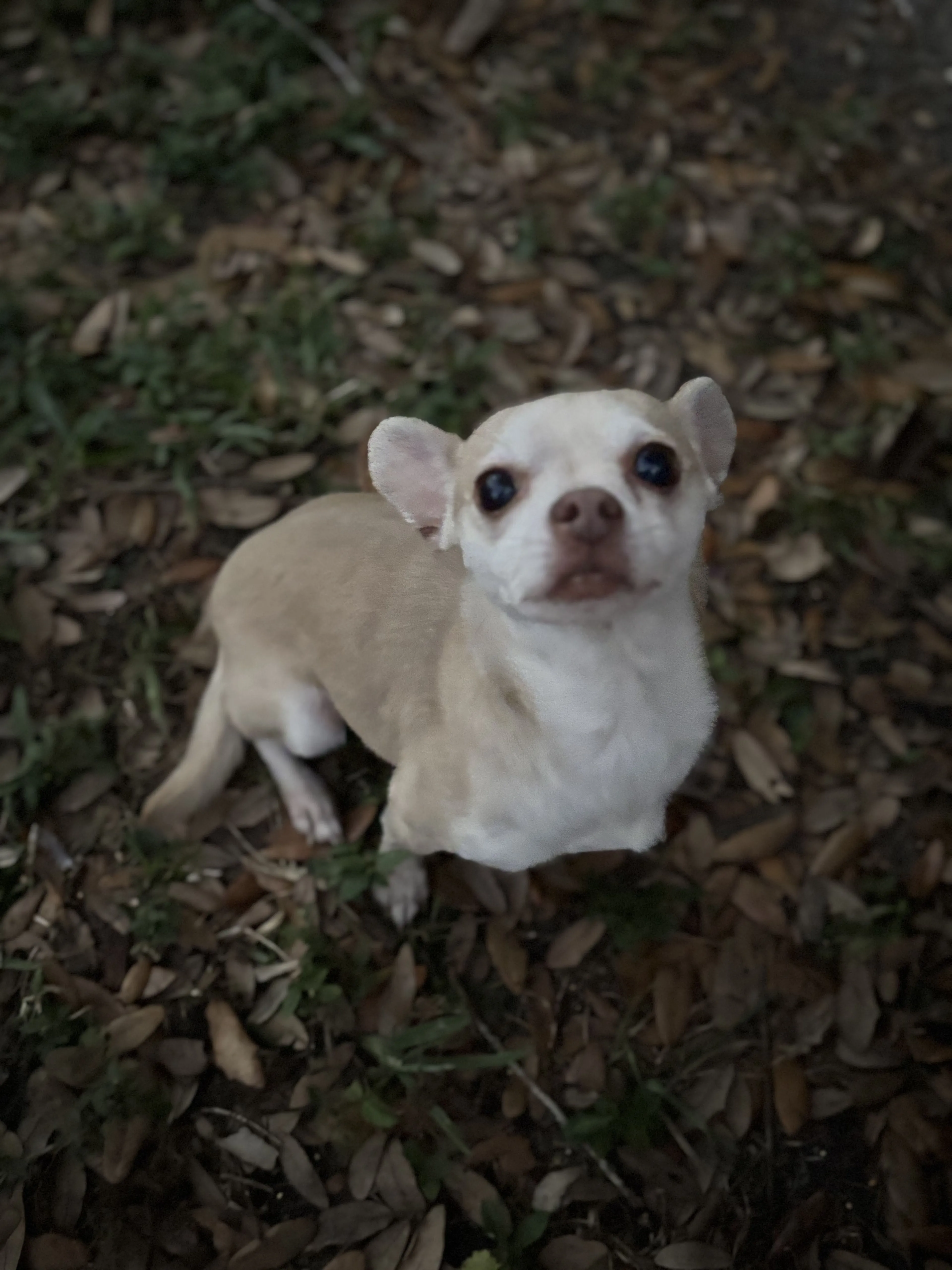 Lost pet-0