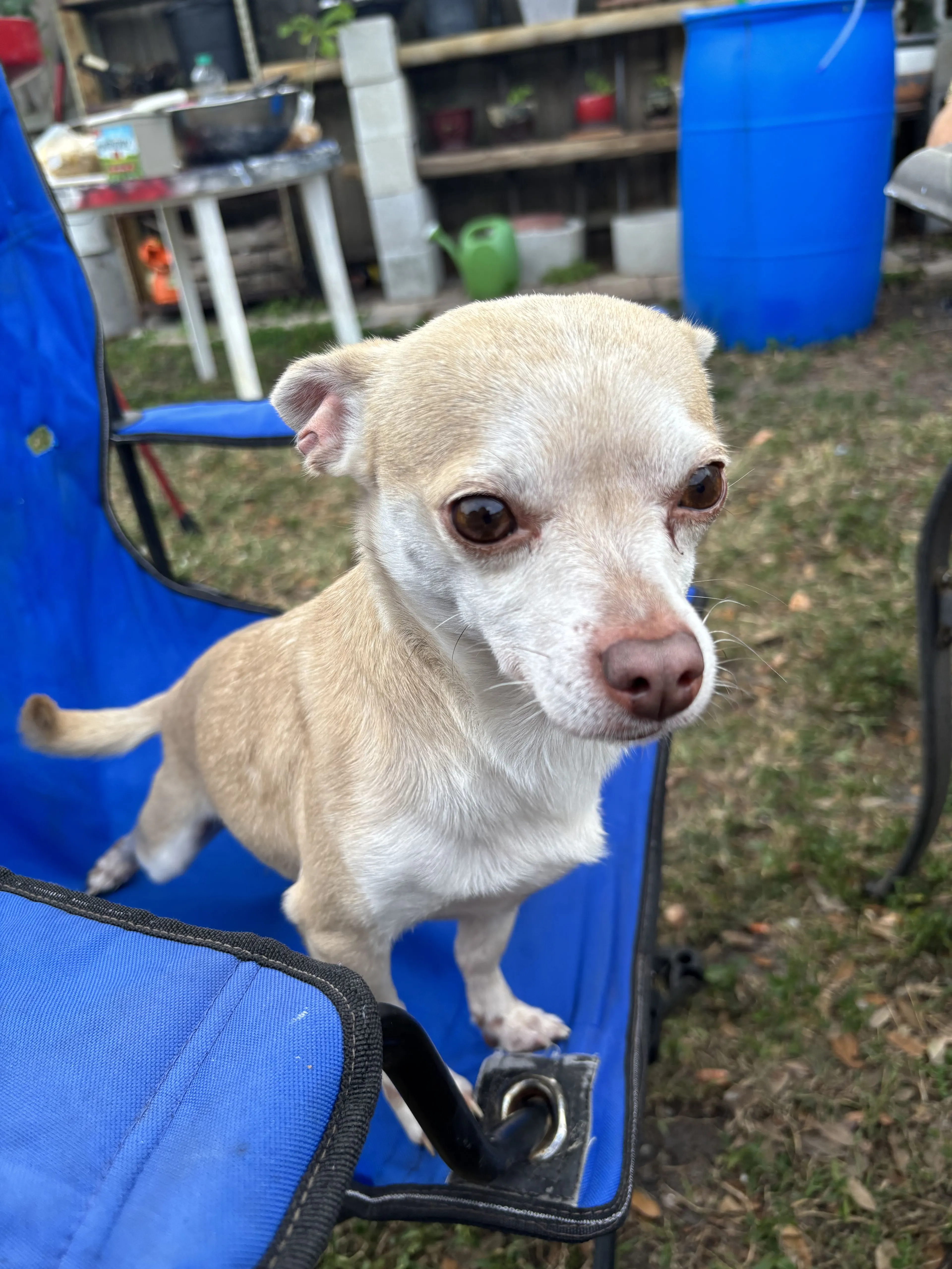 Lost pet-1